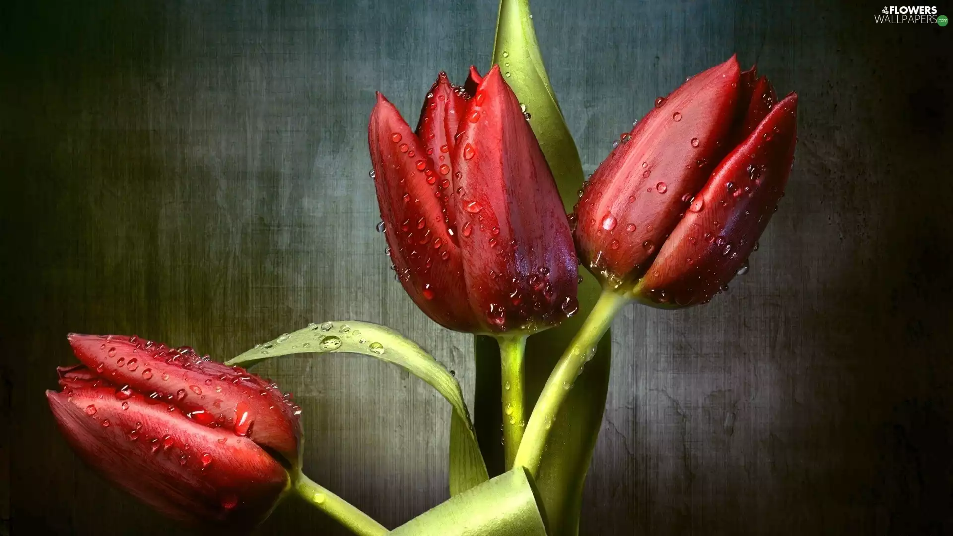 Red, drops, water, Tulips