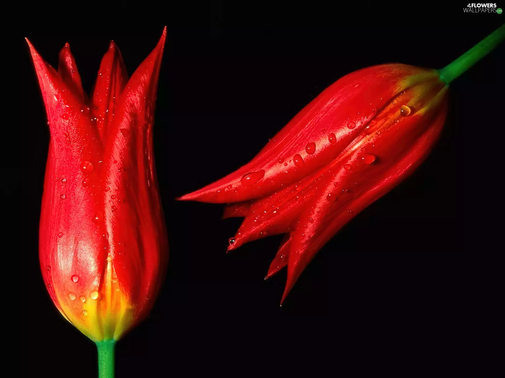 Red, drops, water, Tulips