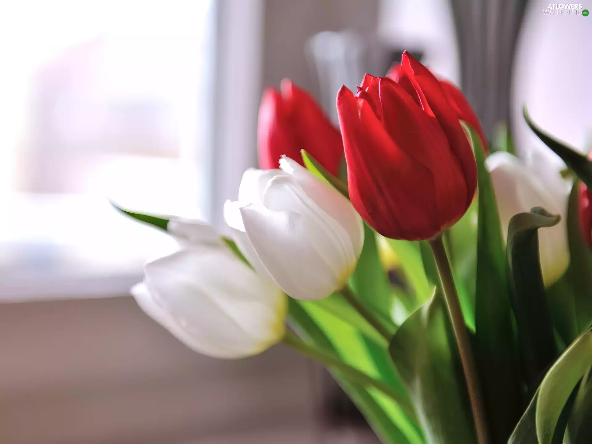 Tulips, White, Red
