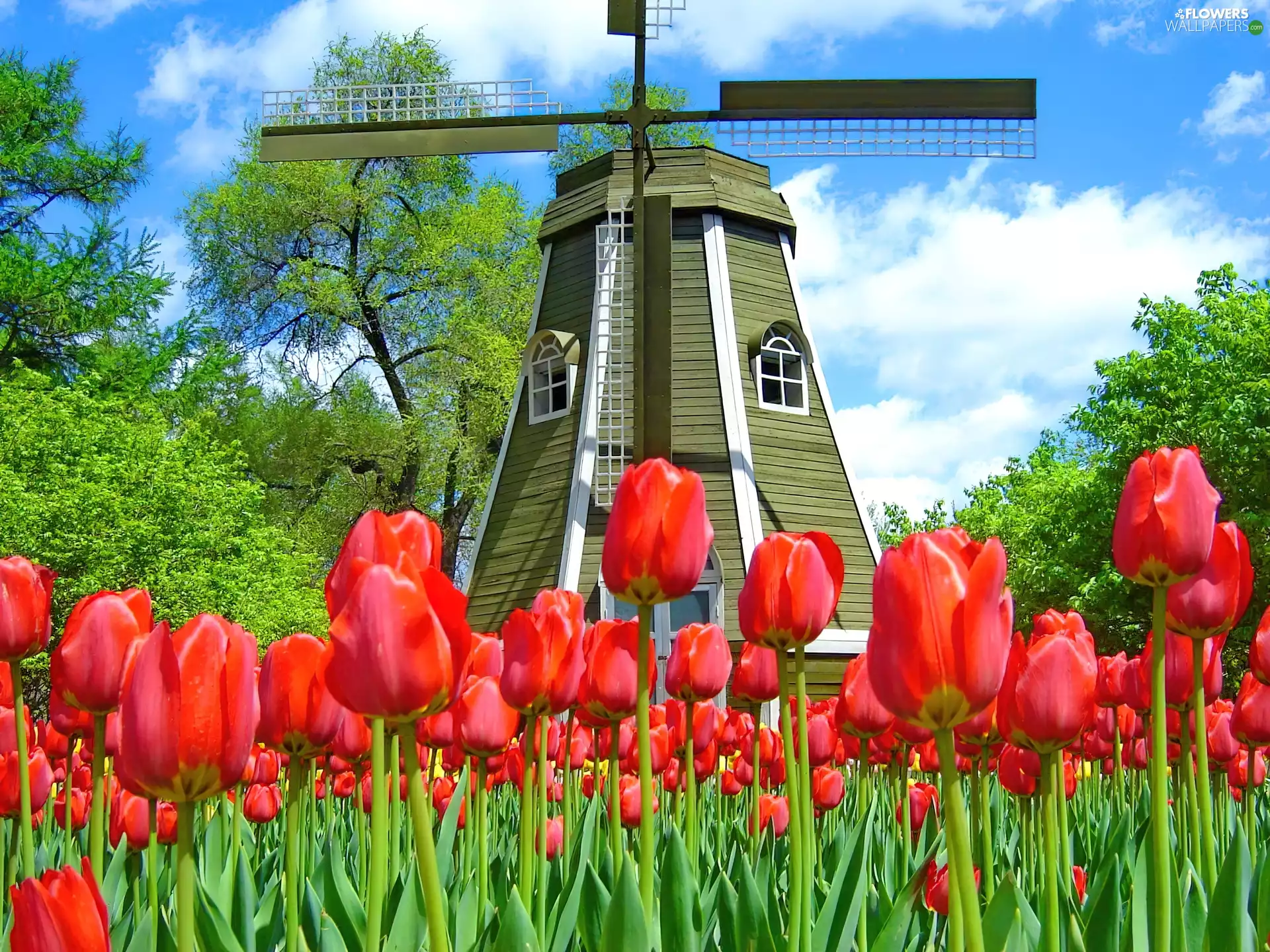 Tulips, Windmill, Red