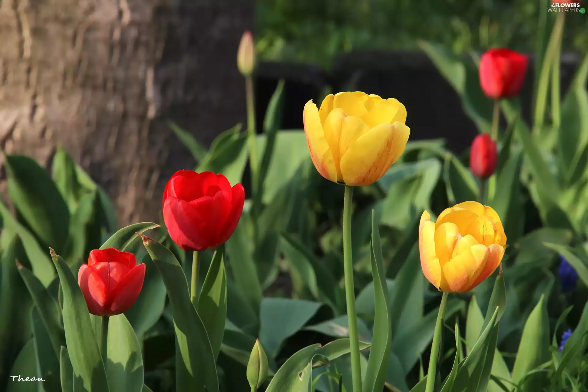 Tulips, Yellow, Red