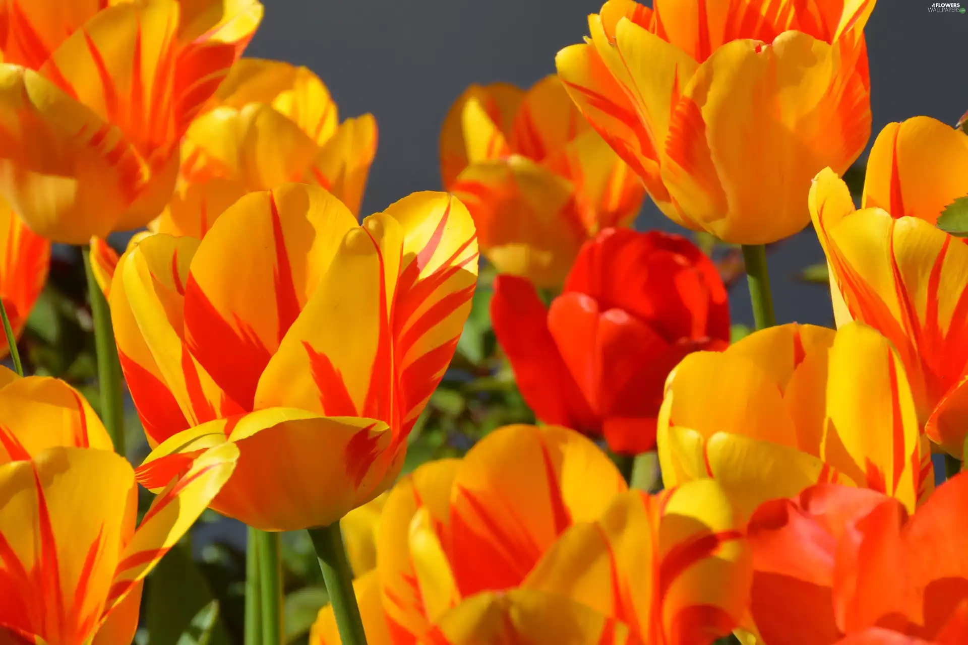 Tulips, yellow, Red
