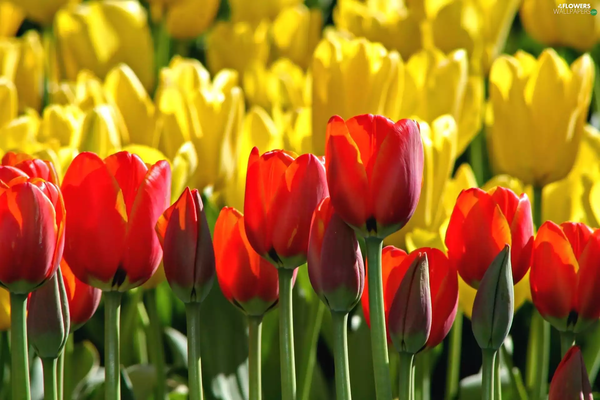 Tulips, Yellow, Red