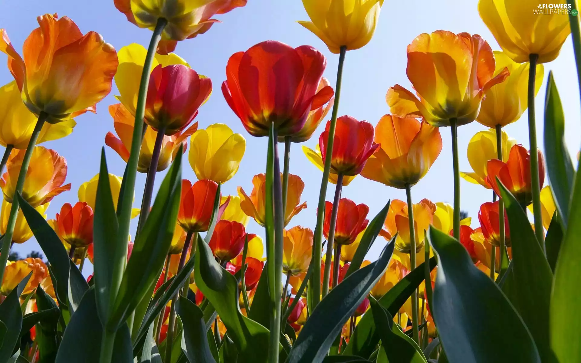 Tulips, Yellow, Red