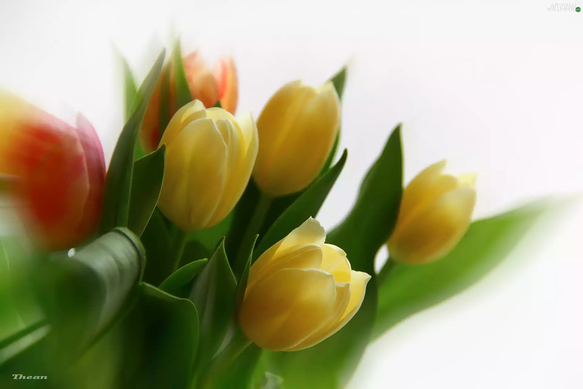 Tulips, Yellow, Red