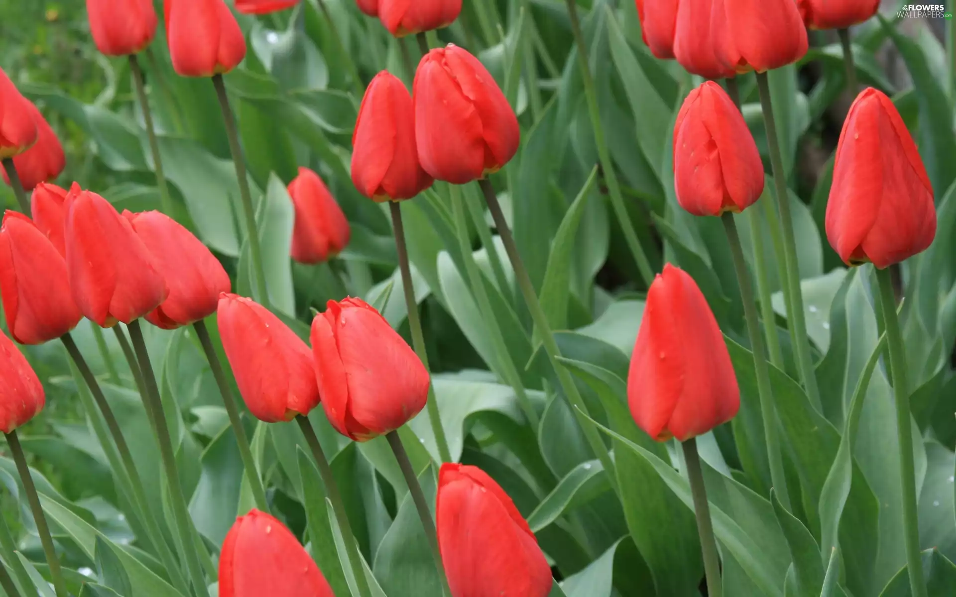 Tulips, Red