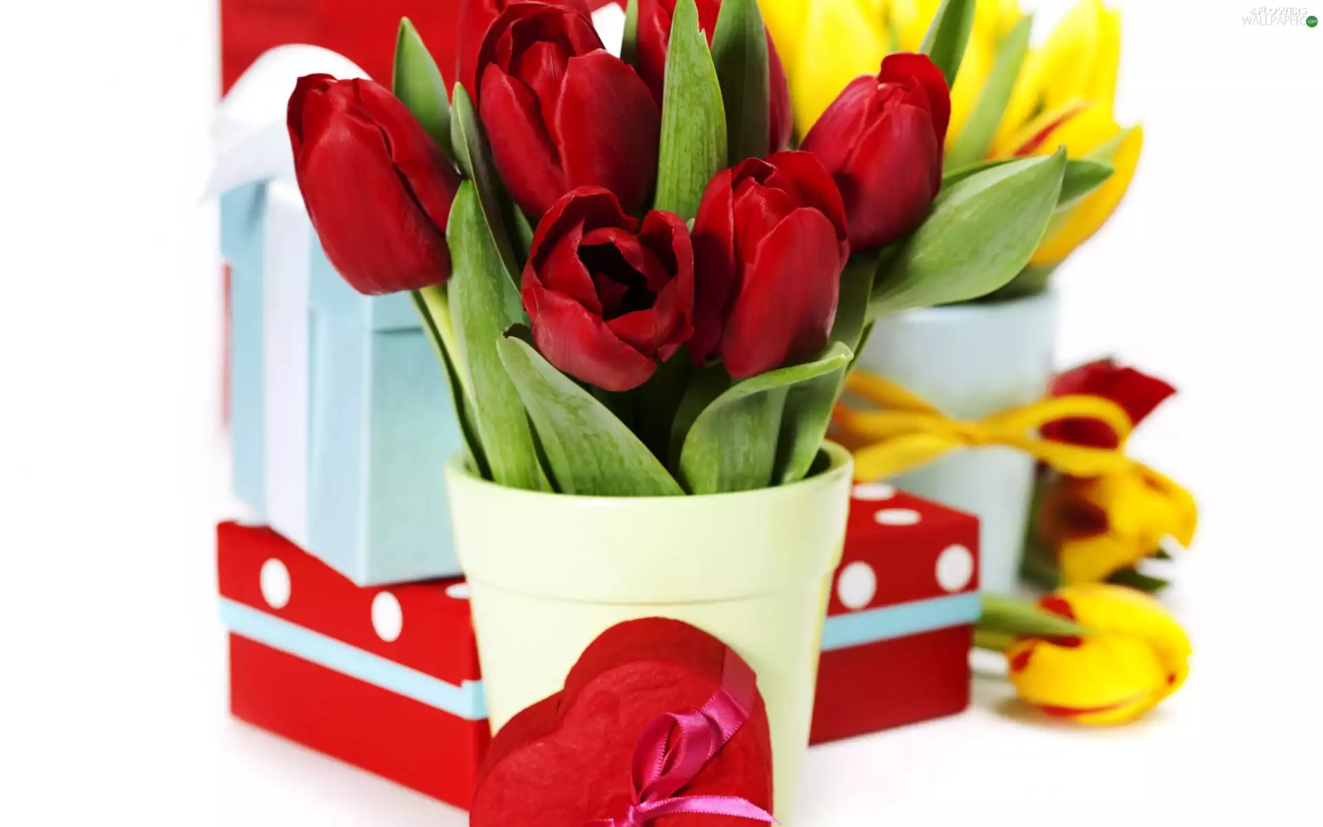 Tulips, Heart teddybear, Valentine