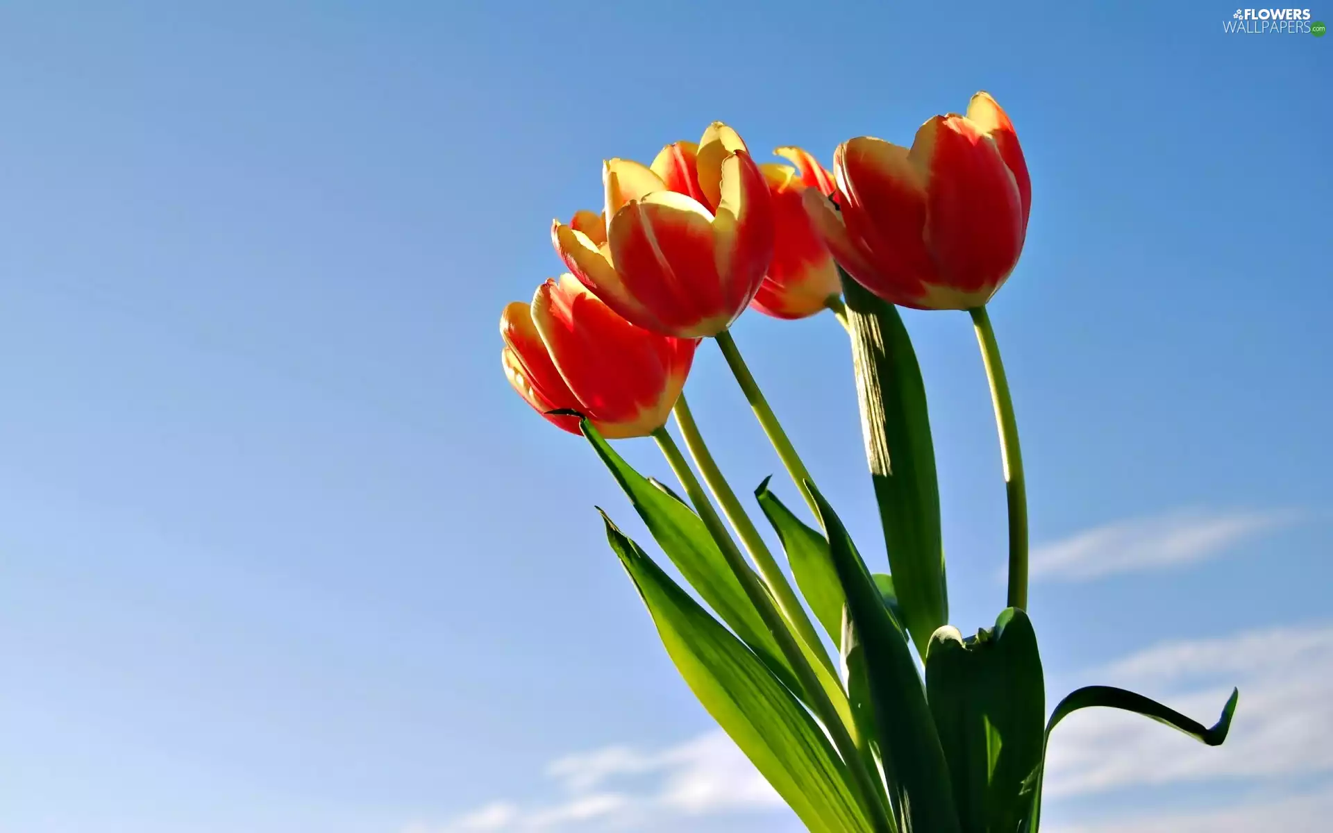 Tulips, Sky