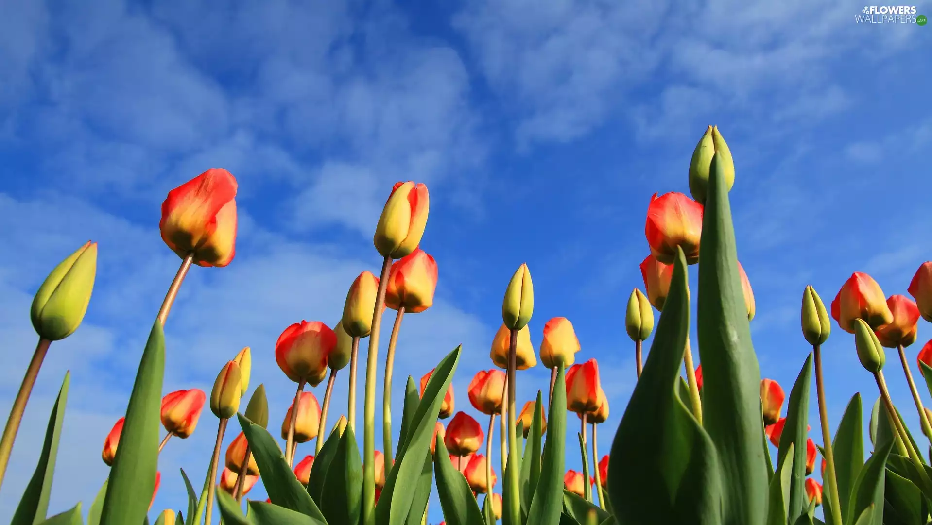 Tulips, Sky