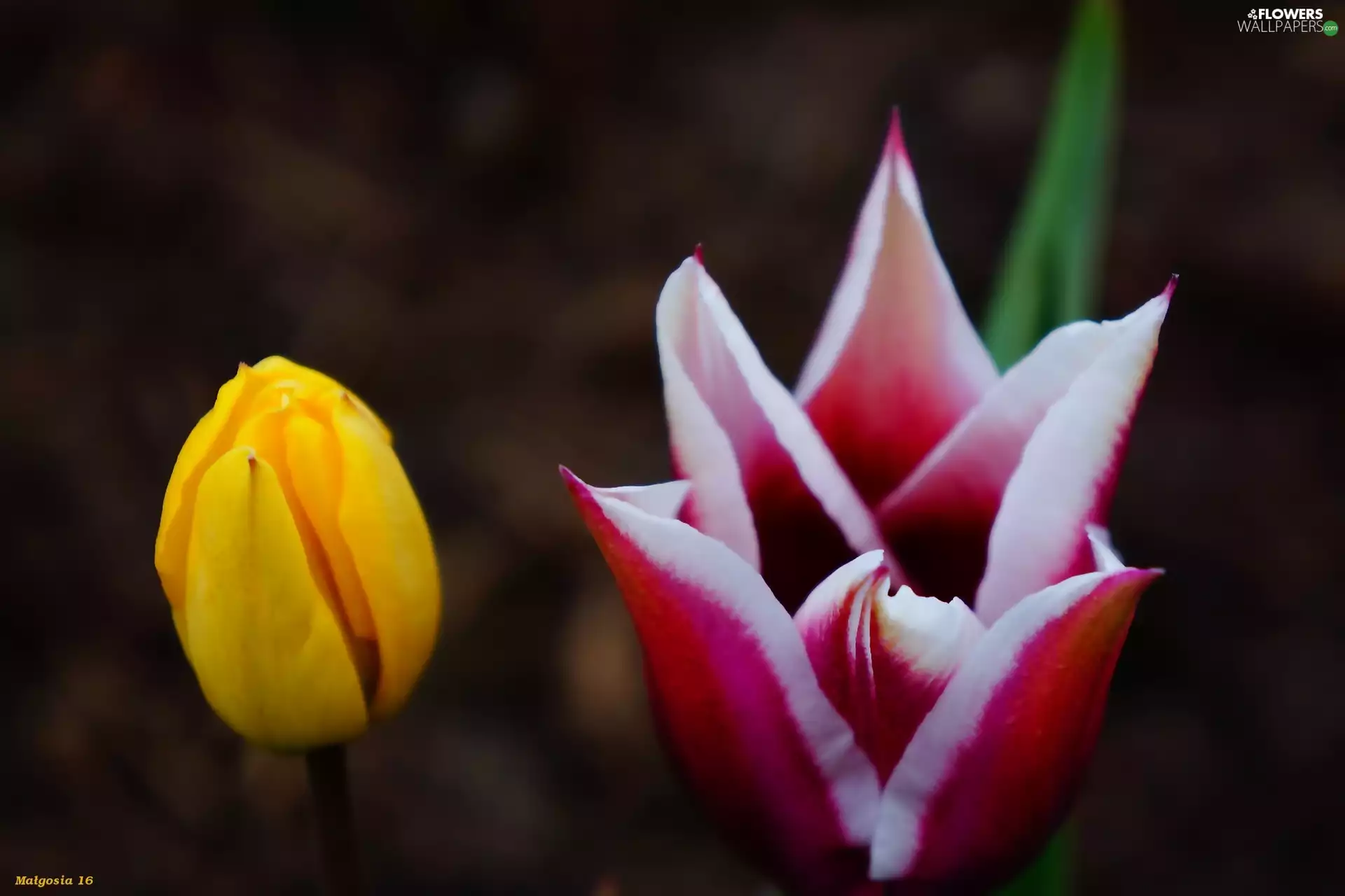 Tulips, Flowers, Spring