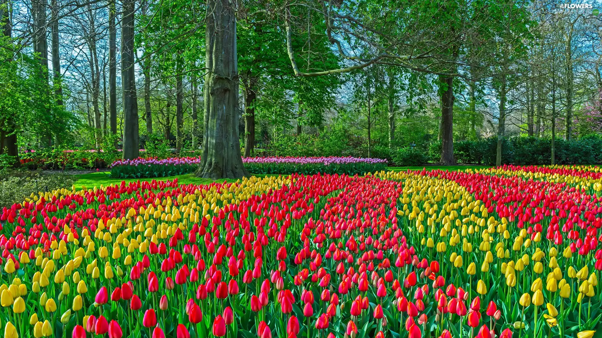 viewes, Tulips, Spring, trees, Park