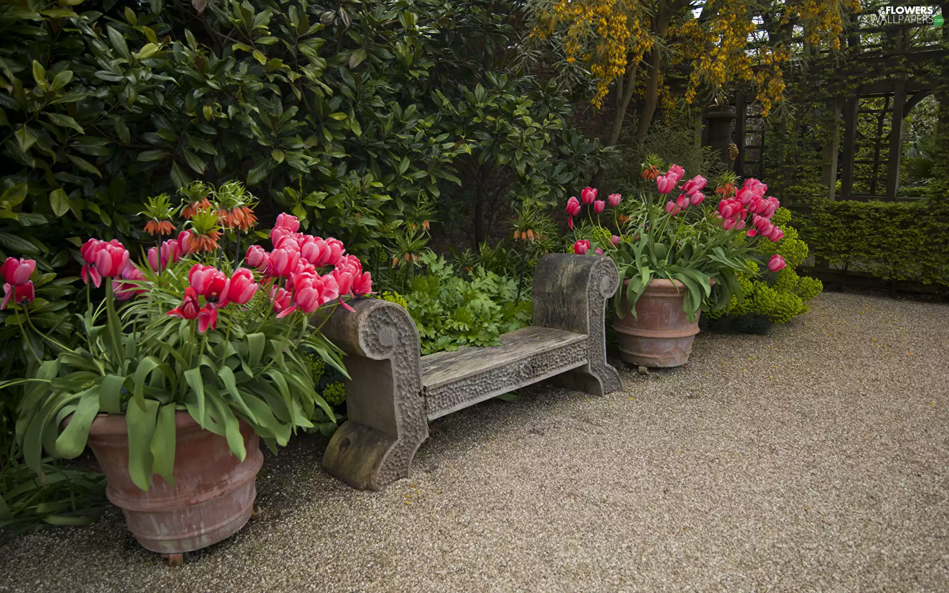 pots, Tulips, stone, Bench, Garden