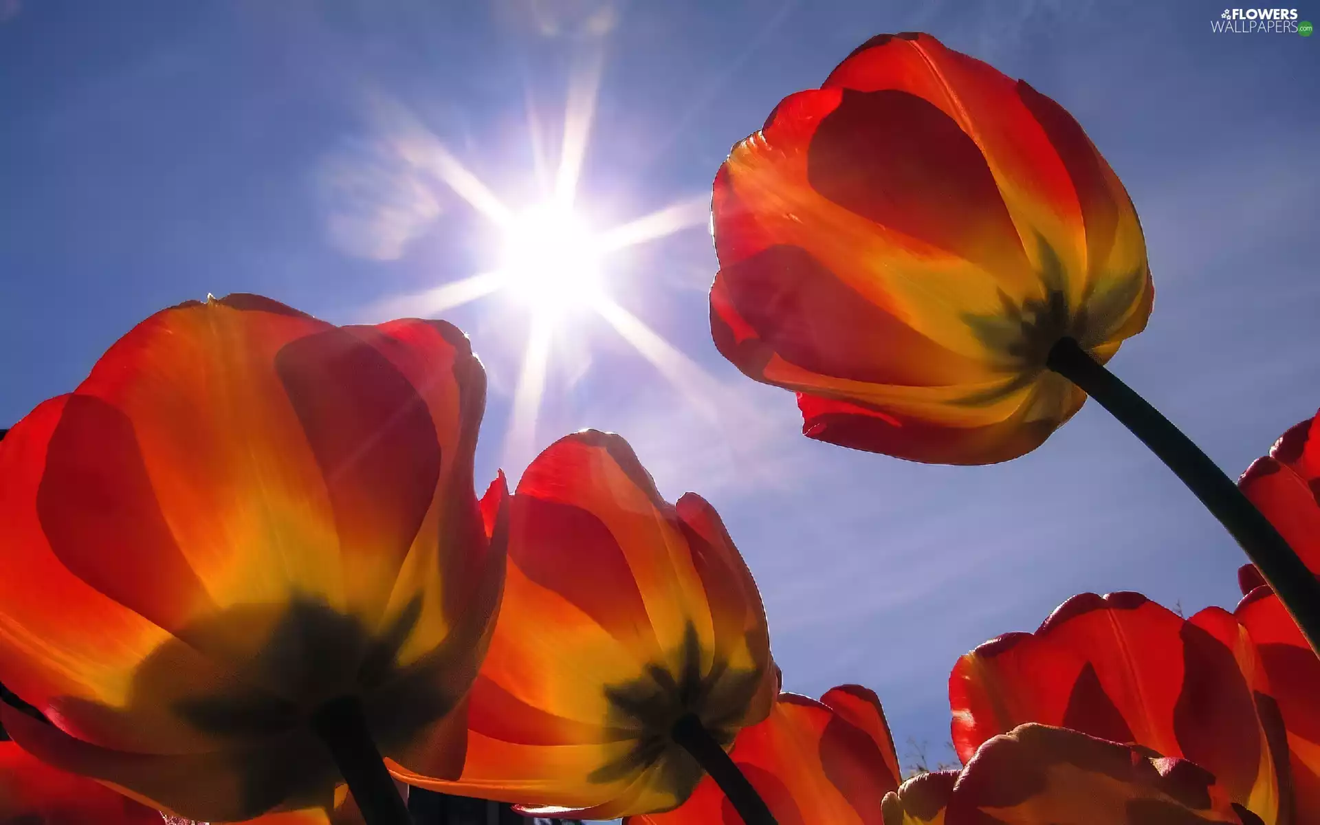 Tulips, rays, sun