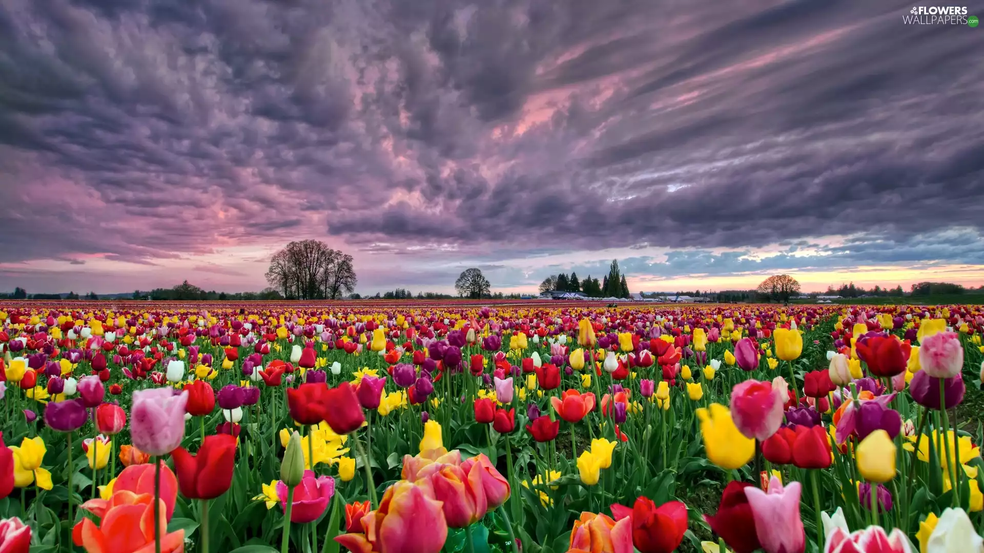 cultivation, tulips, sun, clouds, west