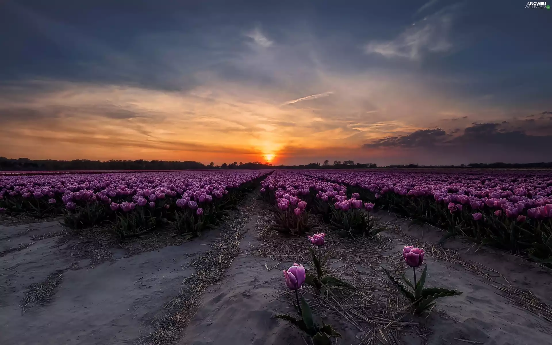 Tulips, Great Sunsets