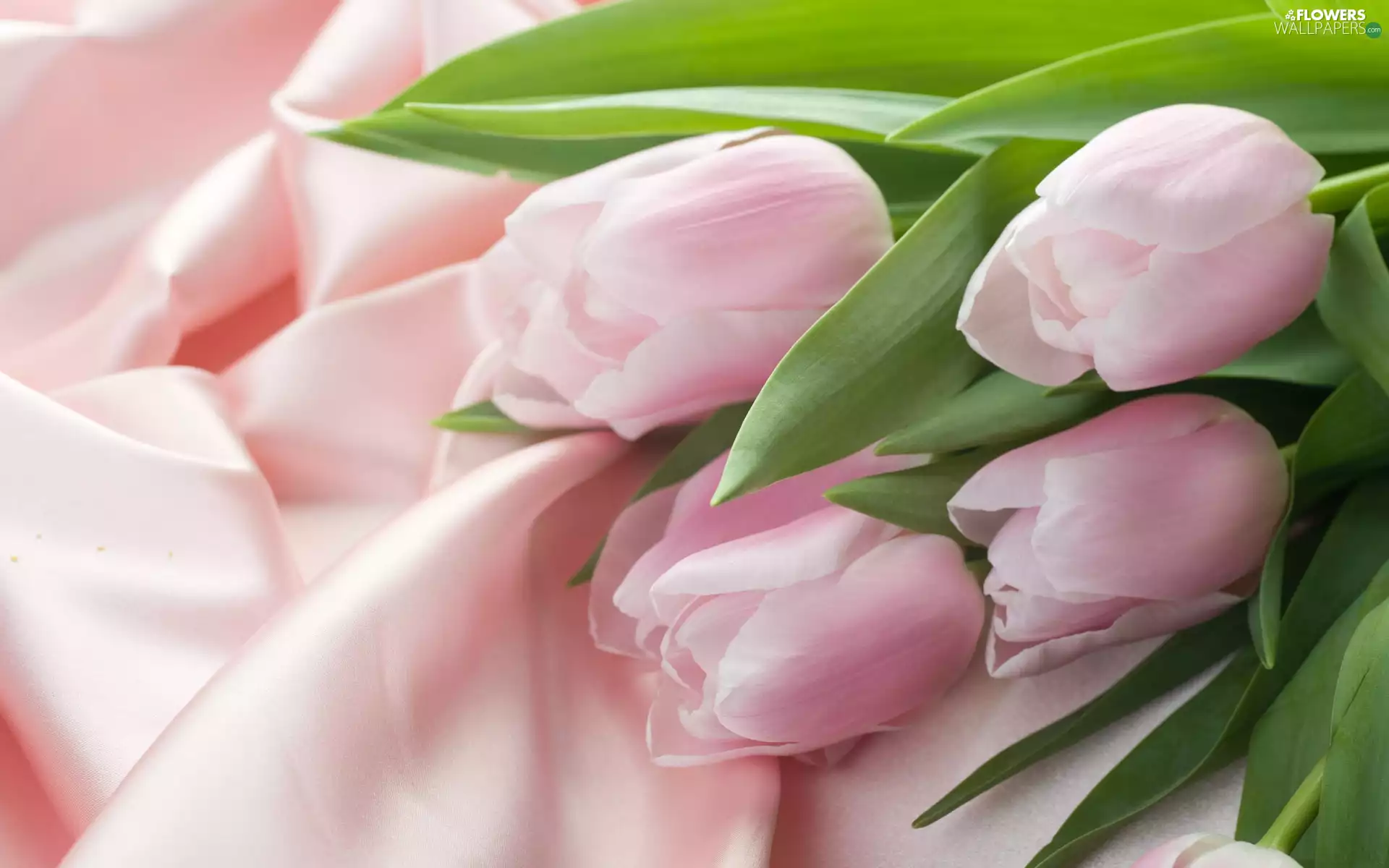 textile, Light pink, Tulips