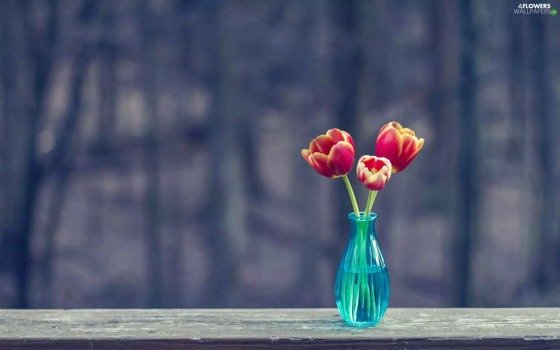 Three, Vase, fuzzy, Tulips