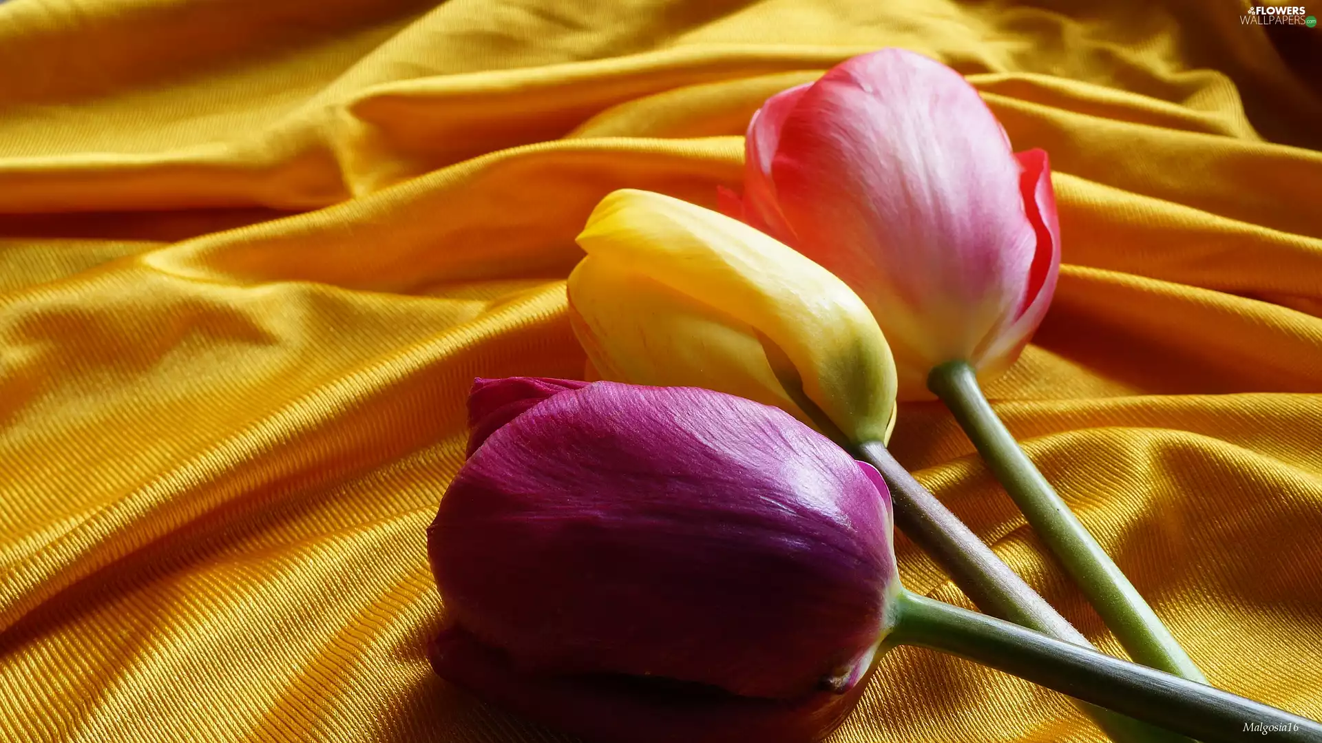 Three, Yellow, stuff, Tulips