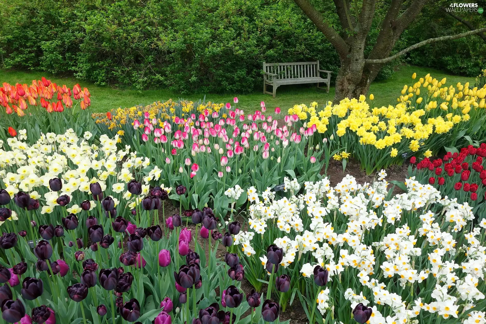 Daffodils, Park, trees, Tulips, Spring, Bench, viewes