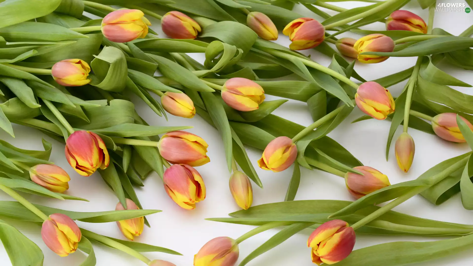 scattered, Tulips, Two tone, Flowers