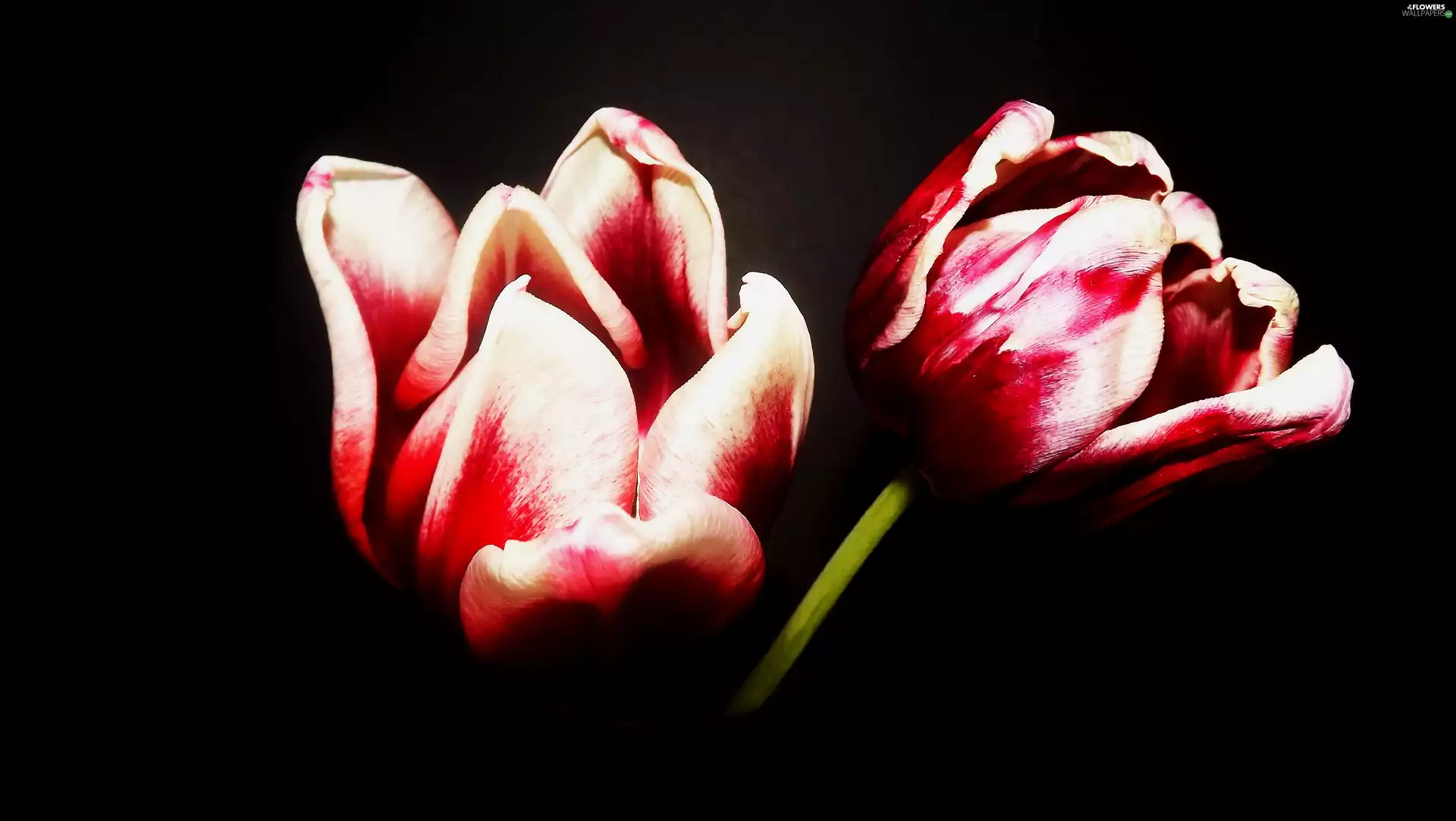 Two tone, Flowers, Tulips