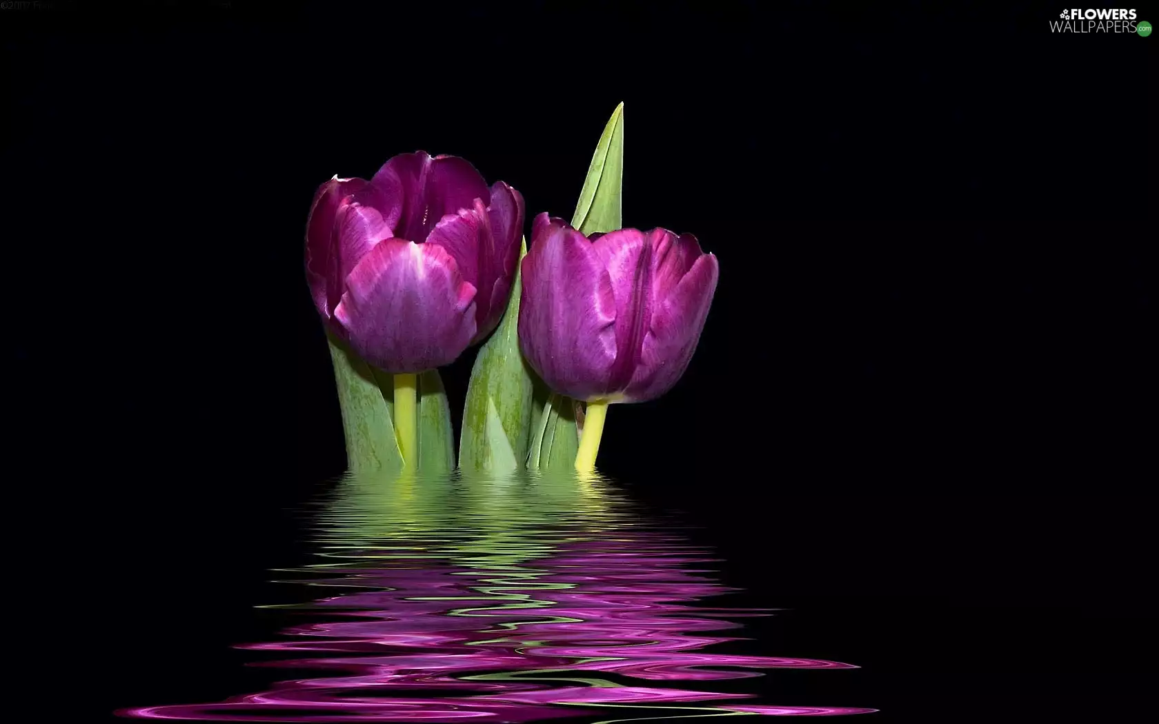 reflection, Two cars, Tulips