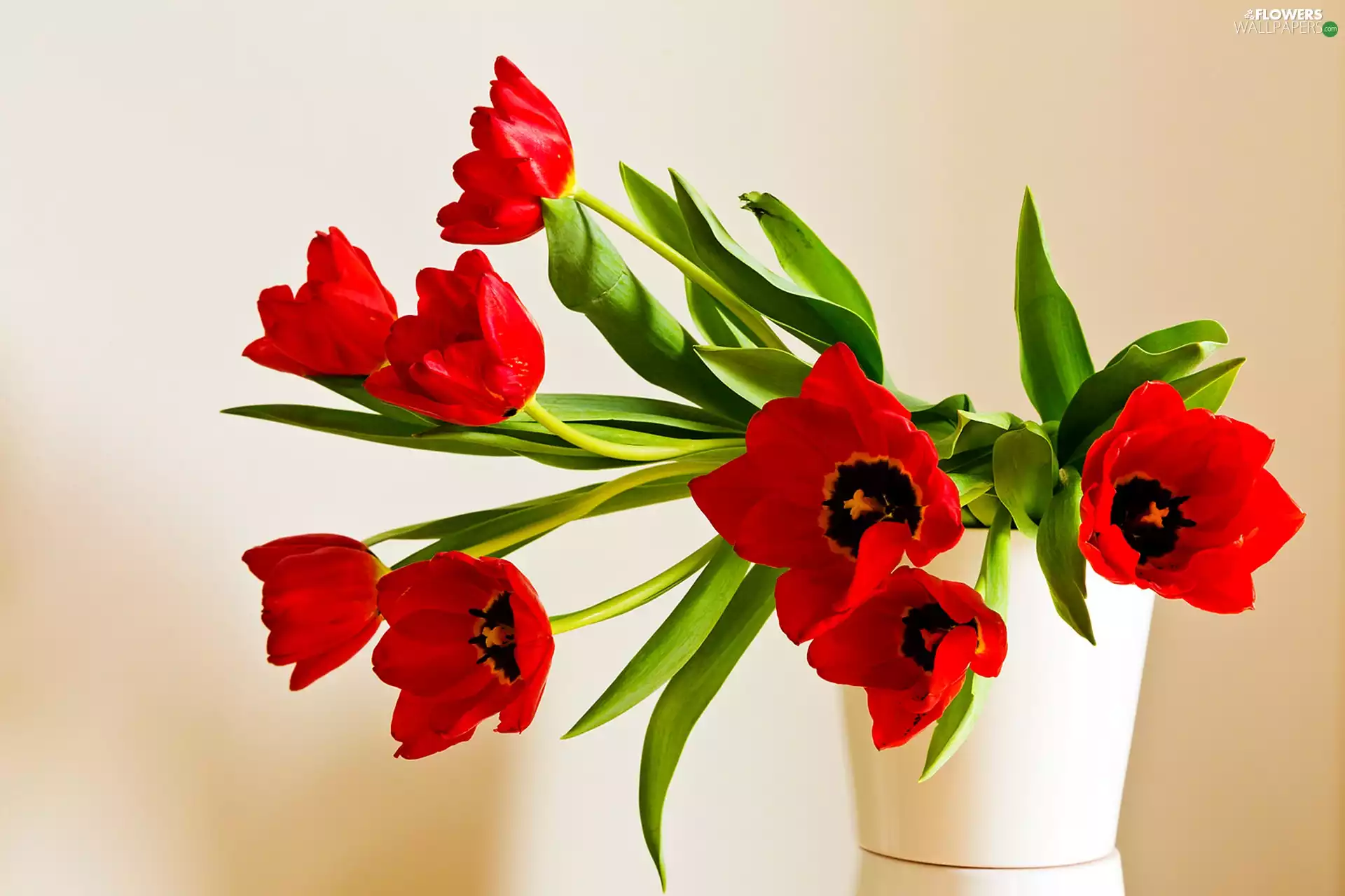Red, Tulips, Vase, bouquet, White