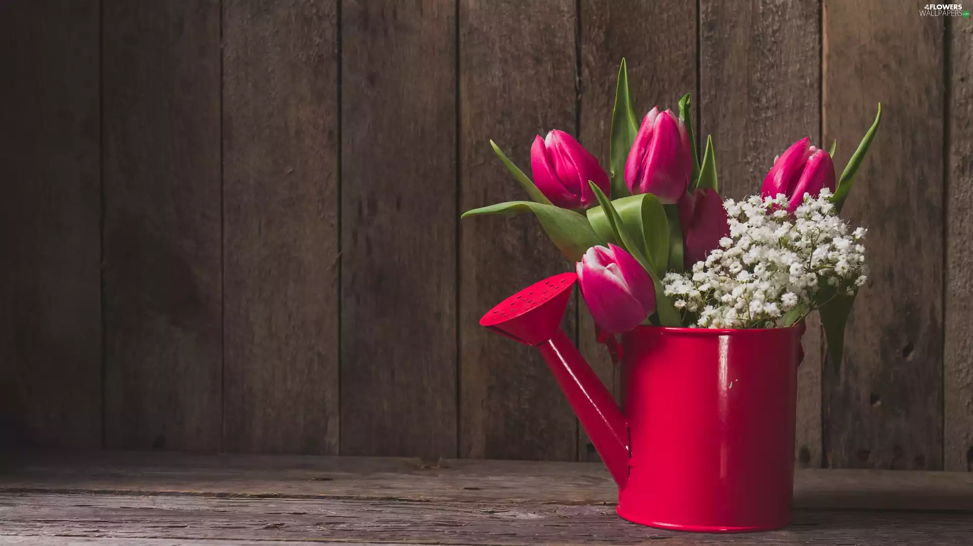 Gipsówka, Flowers, watering can, boarding, red hot, Tulips