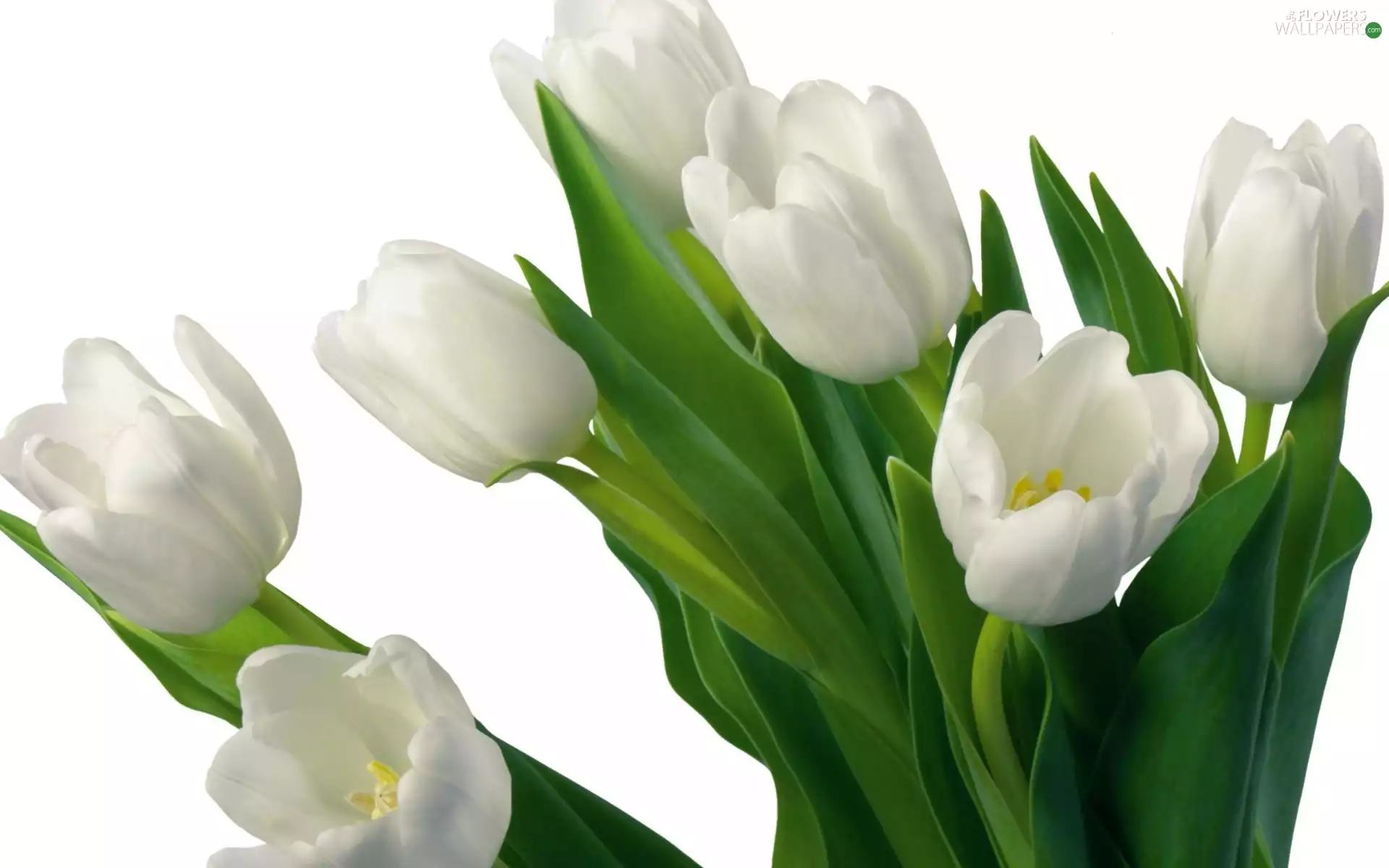 White, Tulips