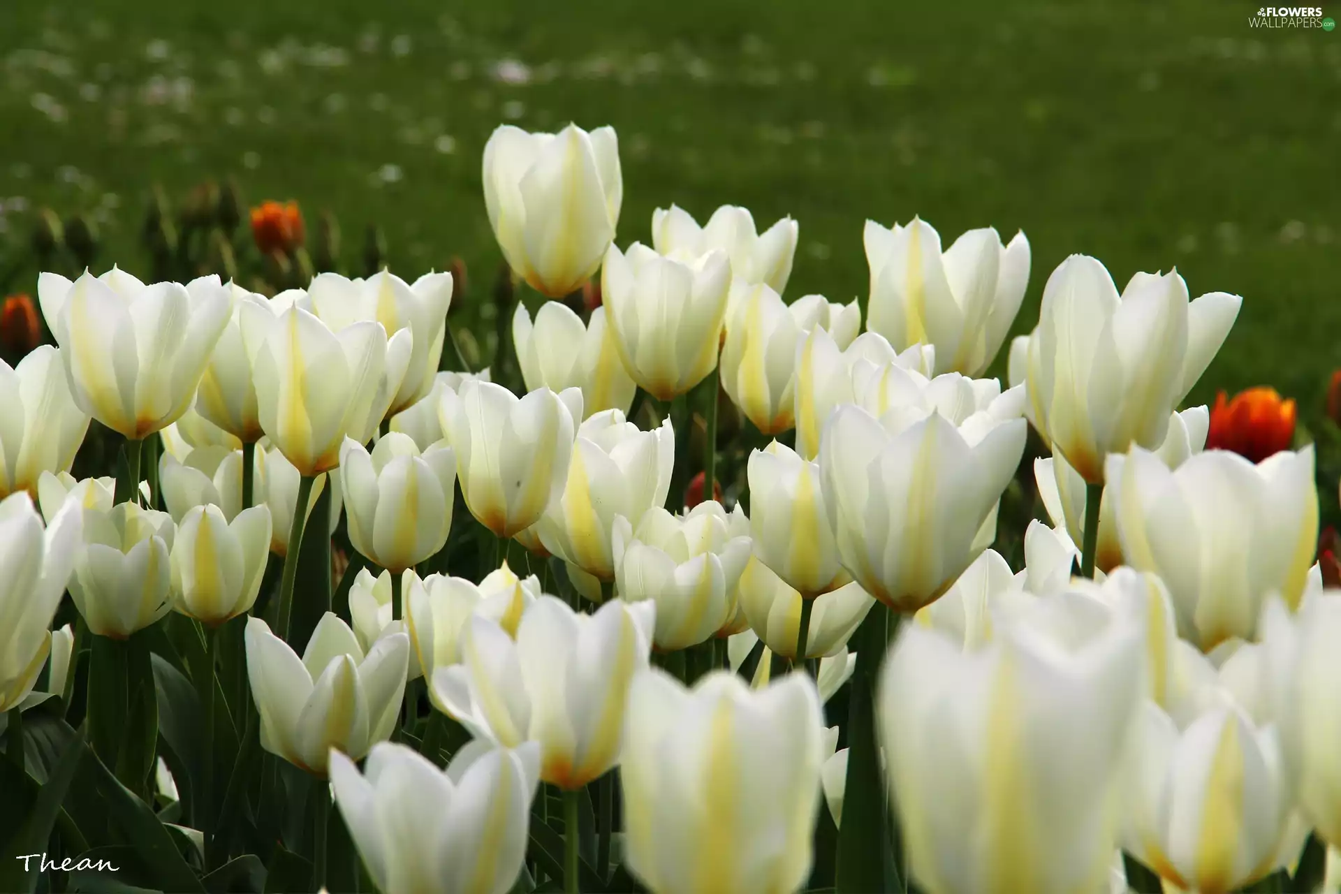 White, Tulips