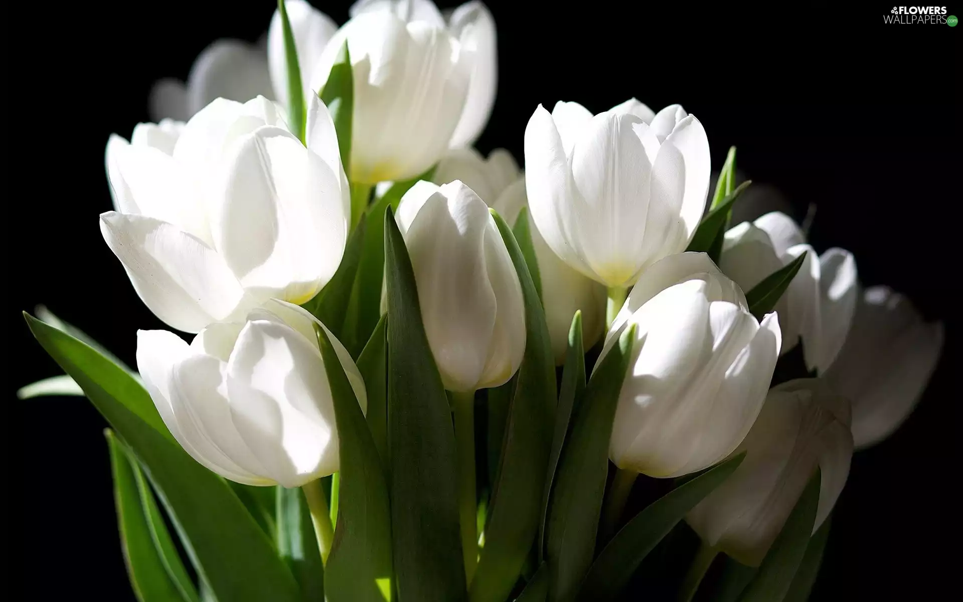 White, Tulips