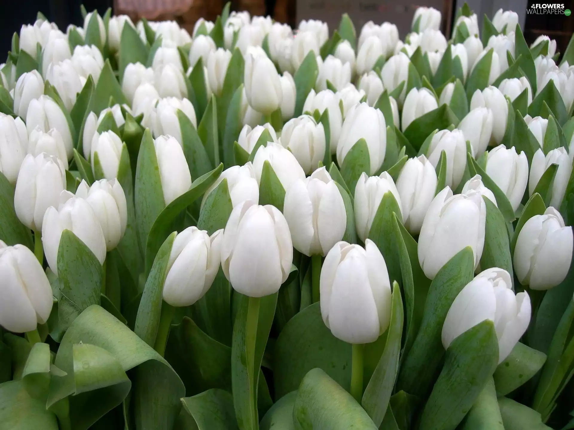 White, Tulips