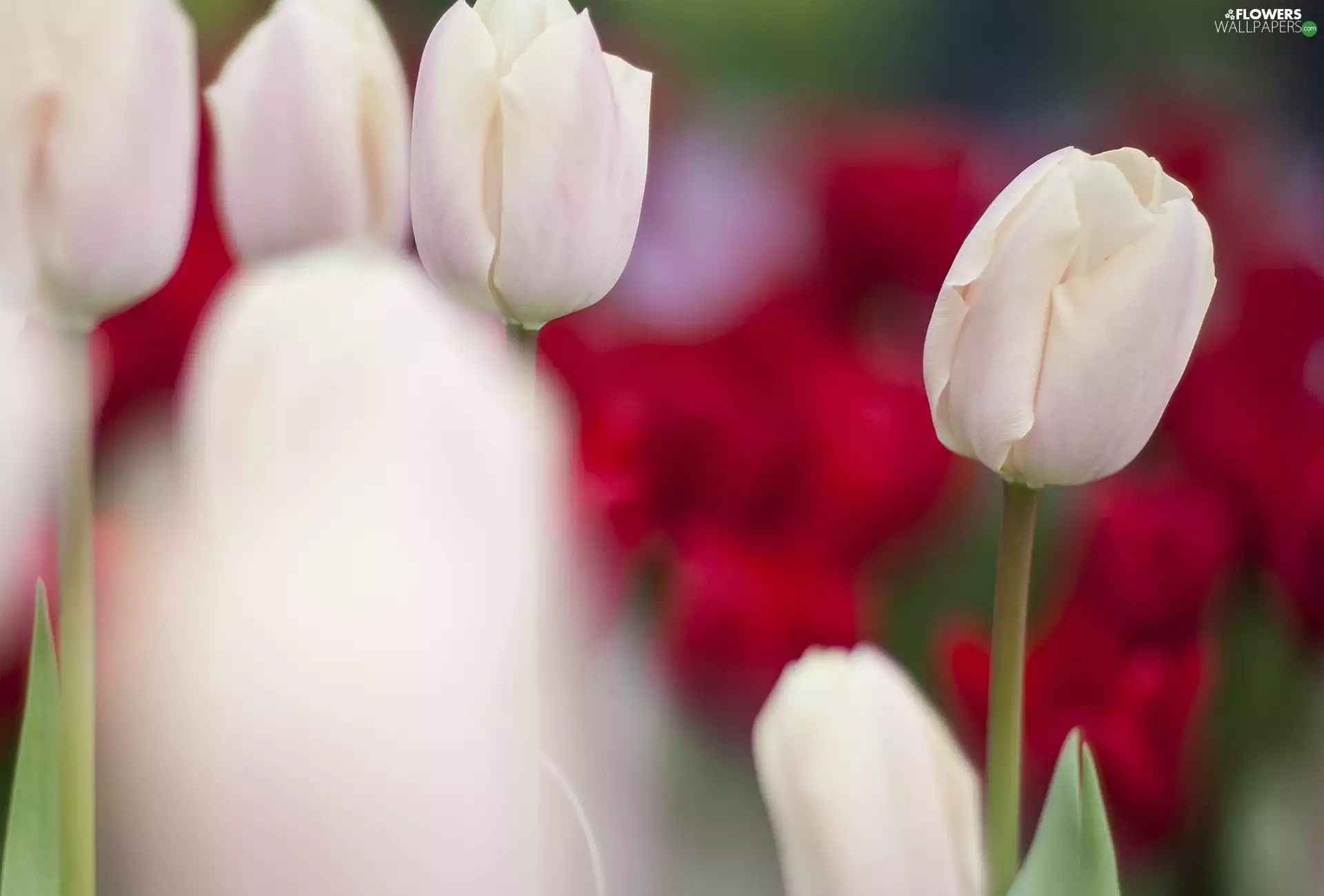 White, Tulips