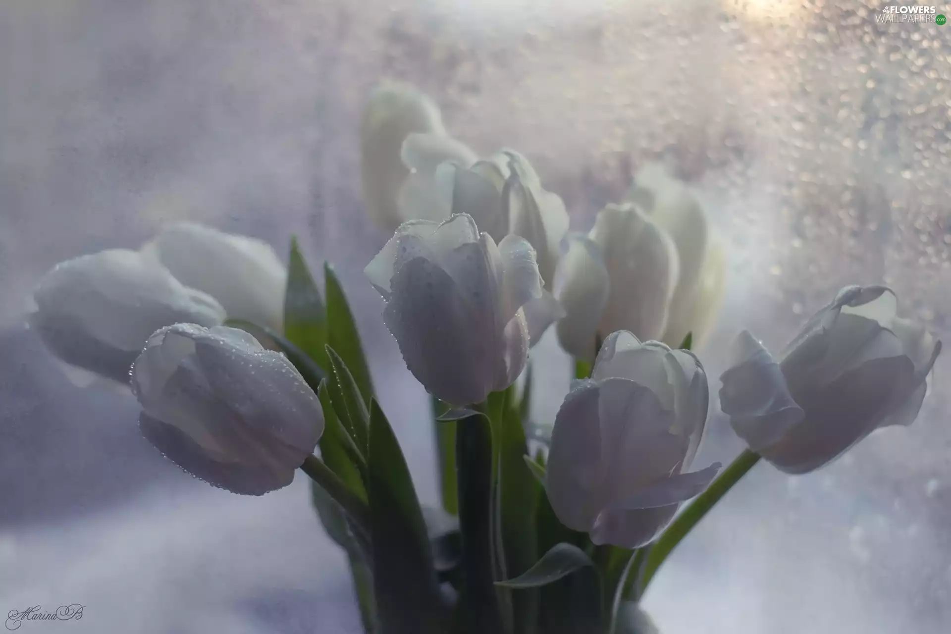 White, bouquet, drops, Tulips