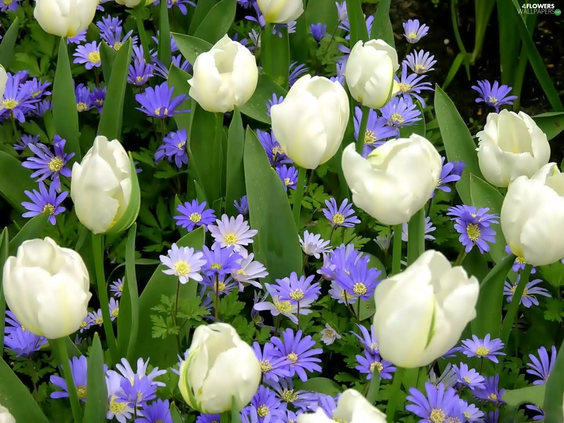 White, Blue, Flowers, Tulips