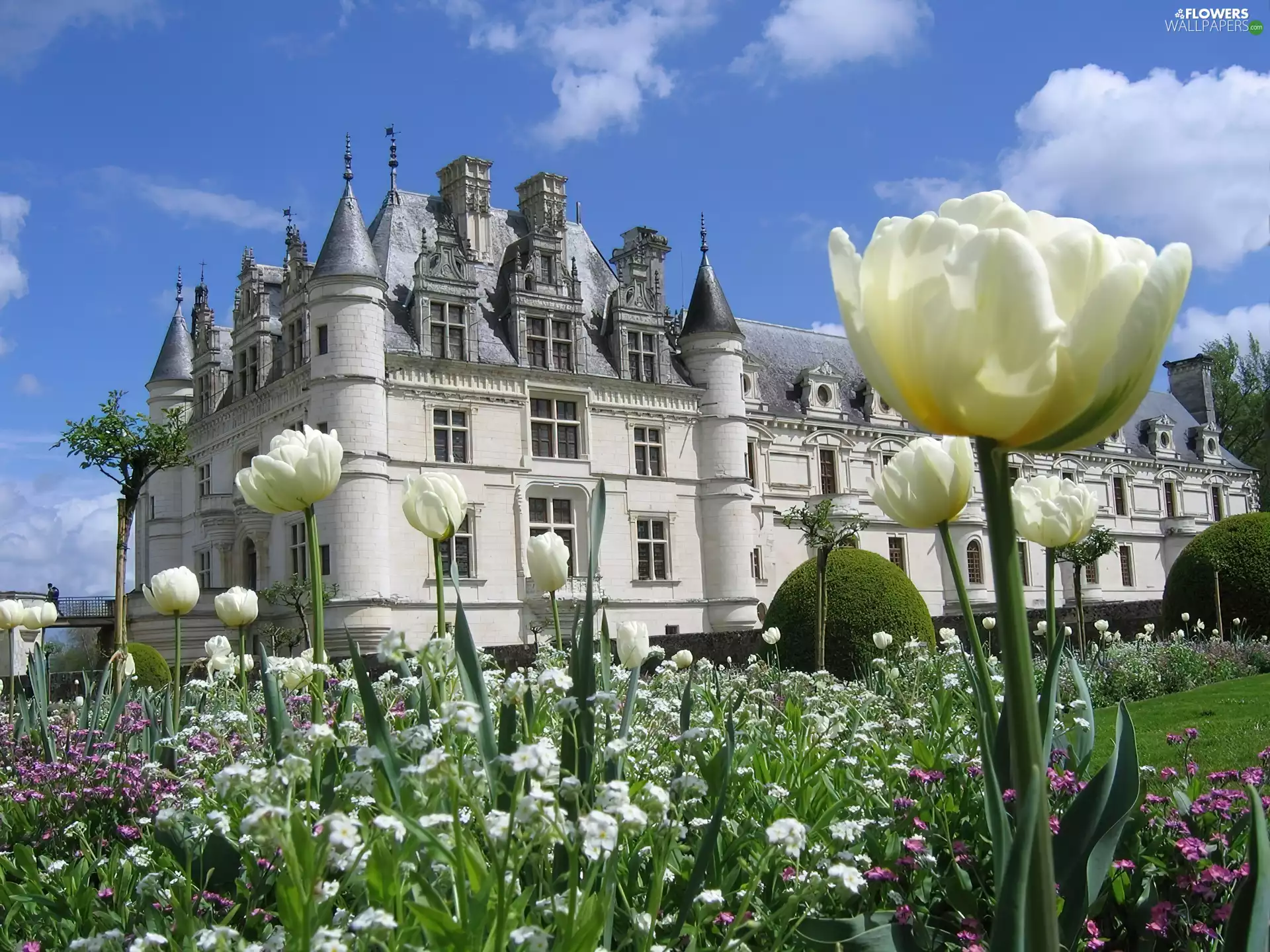 White, Garden, palace, Tulips