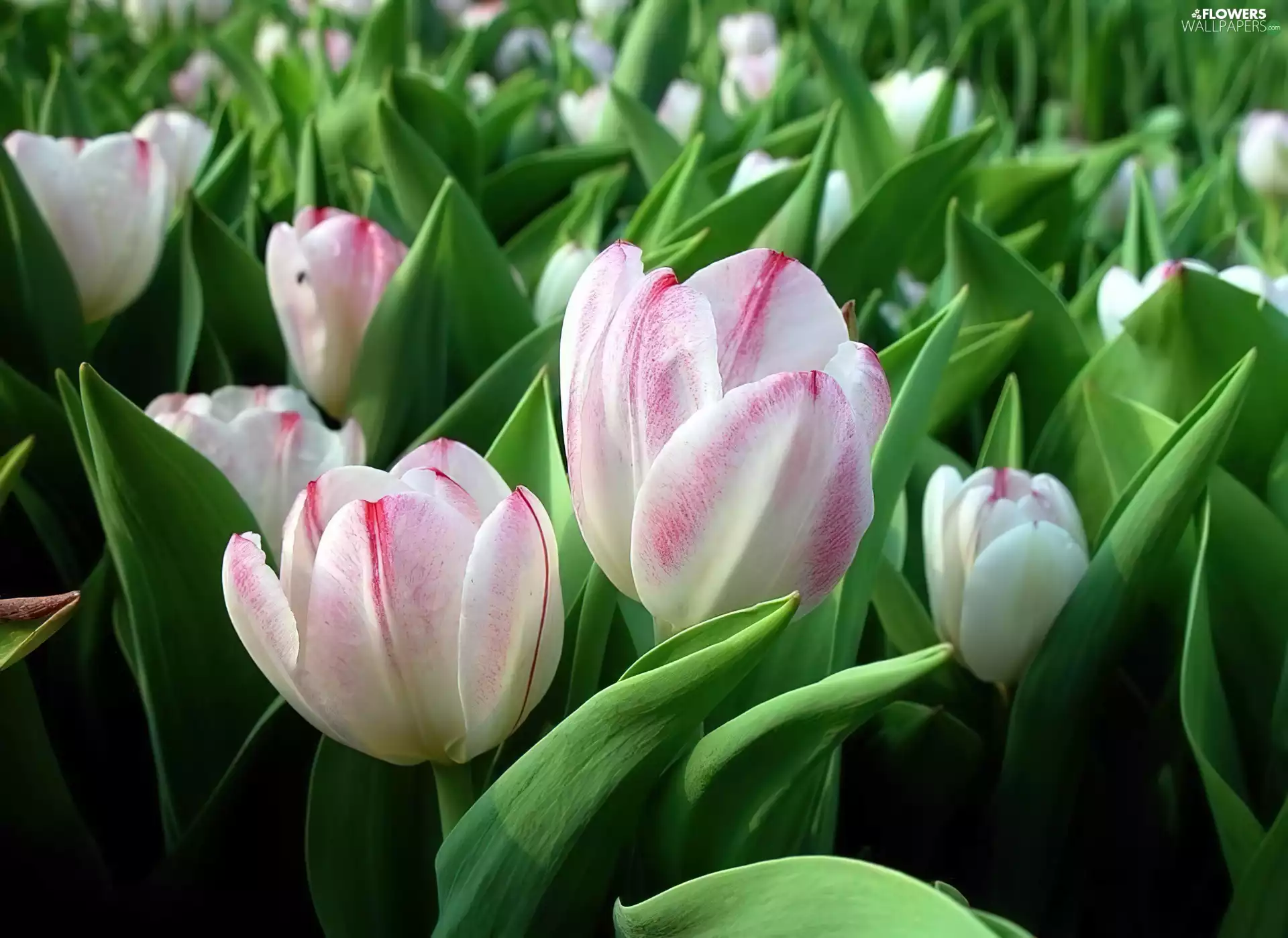 white and Pink, Tulips