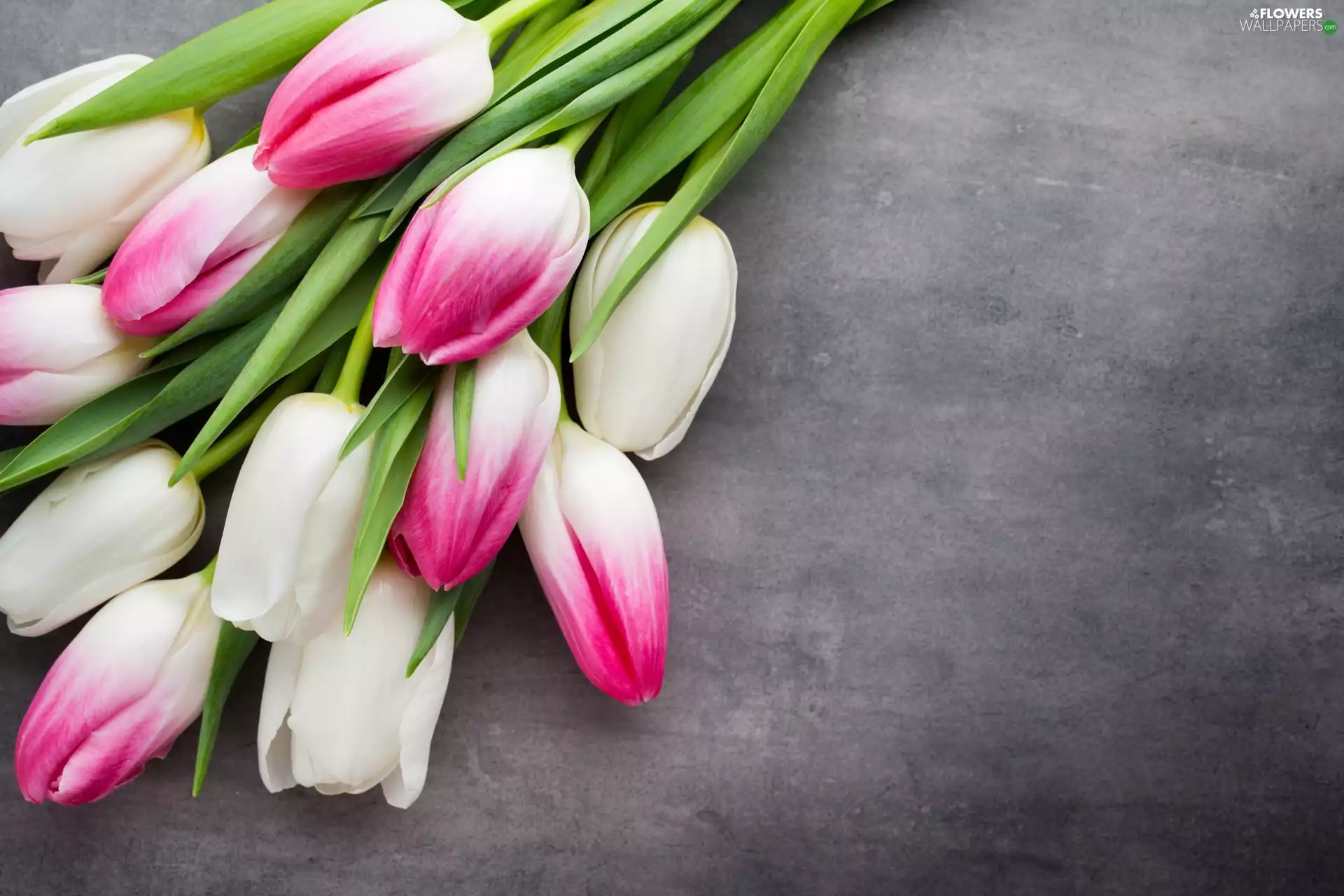 white and pink, Tulips