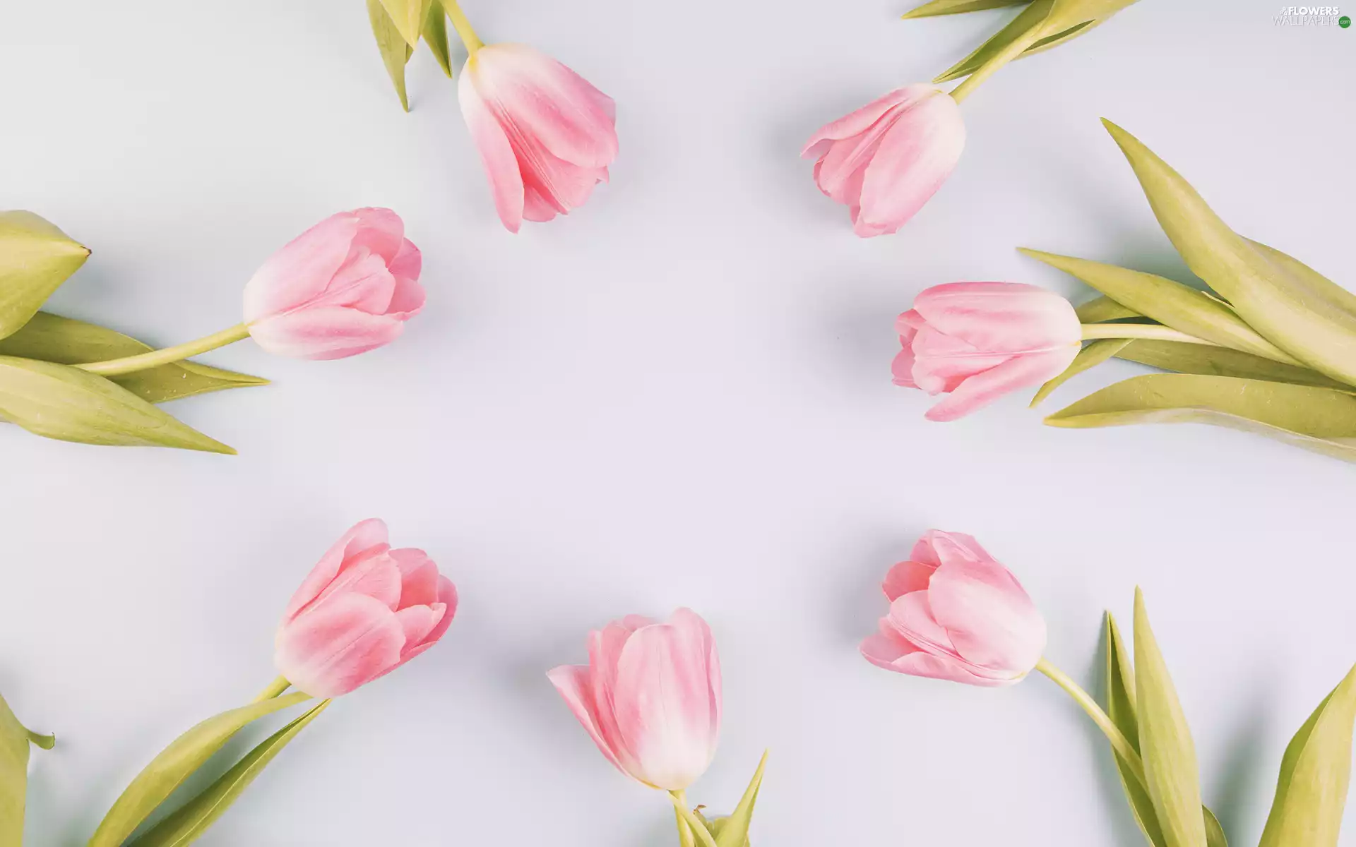 Flowers, Tulips, white background, Pink