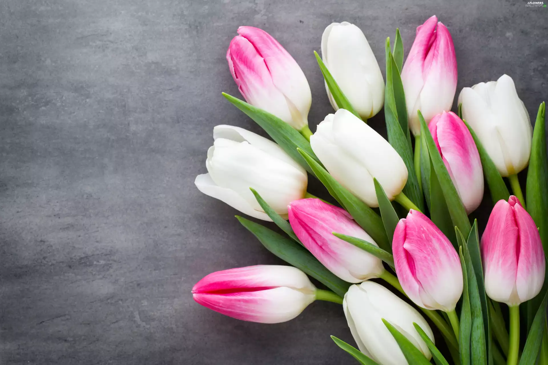 Tulips, Pink-White
