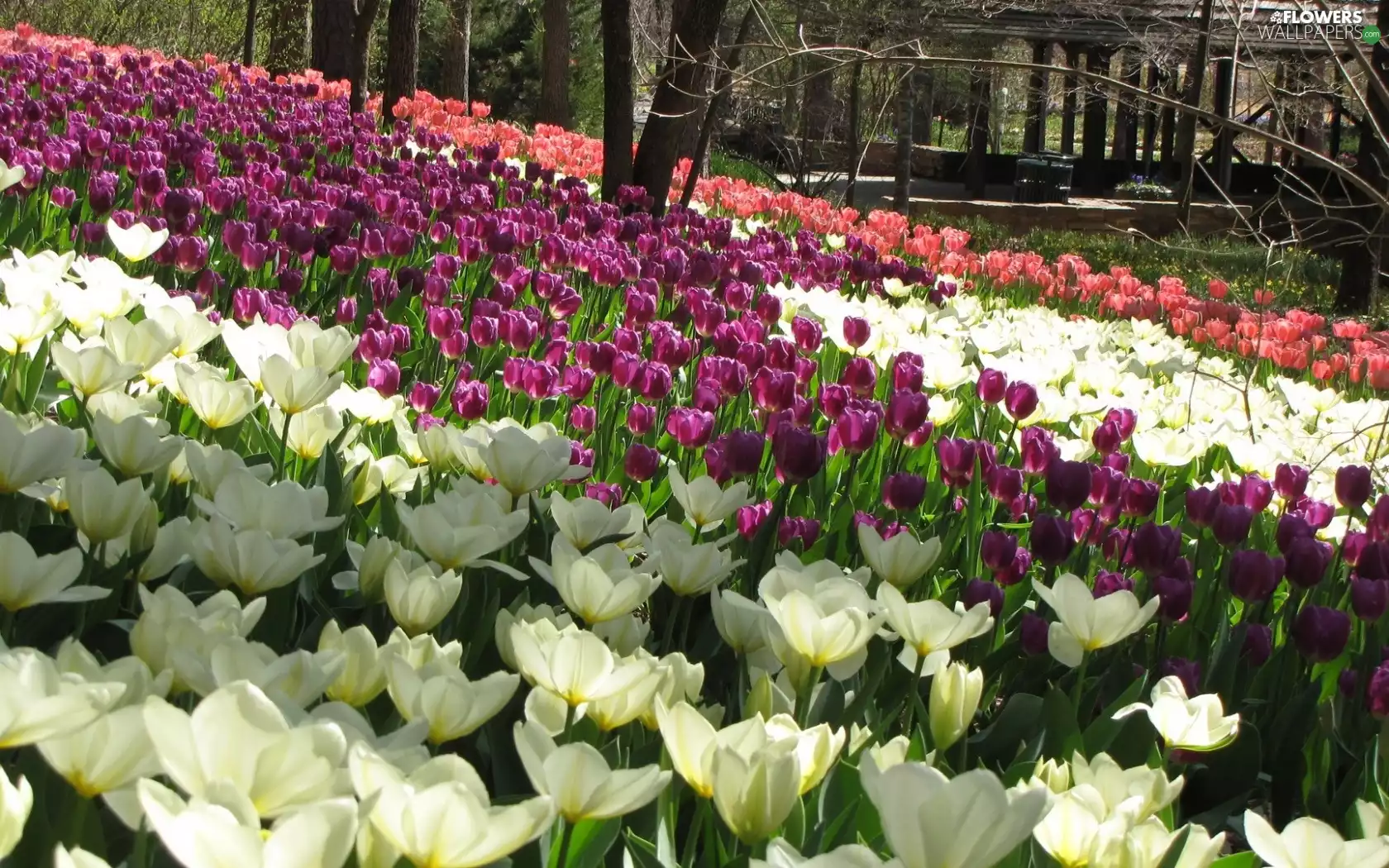 White, Red, Tulips, Pink