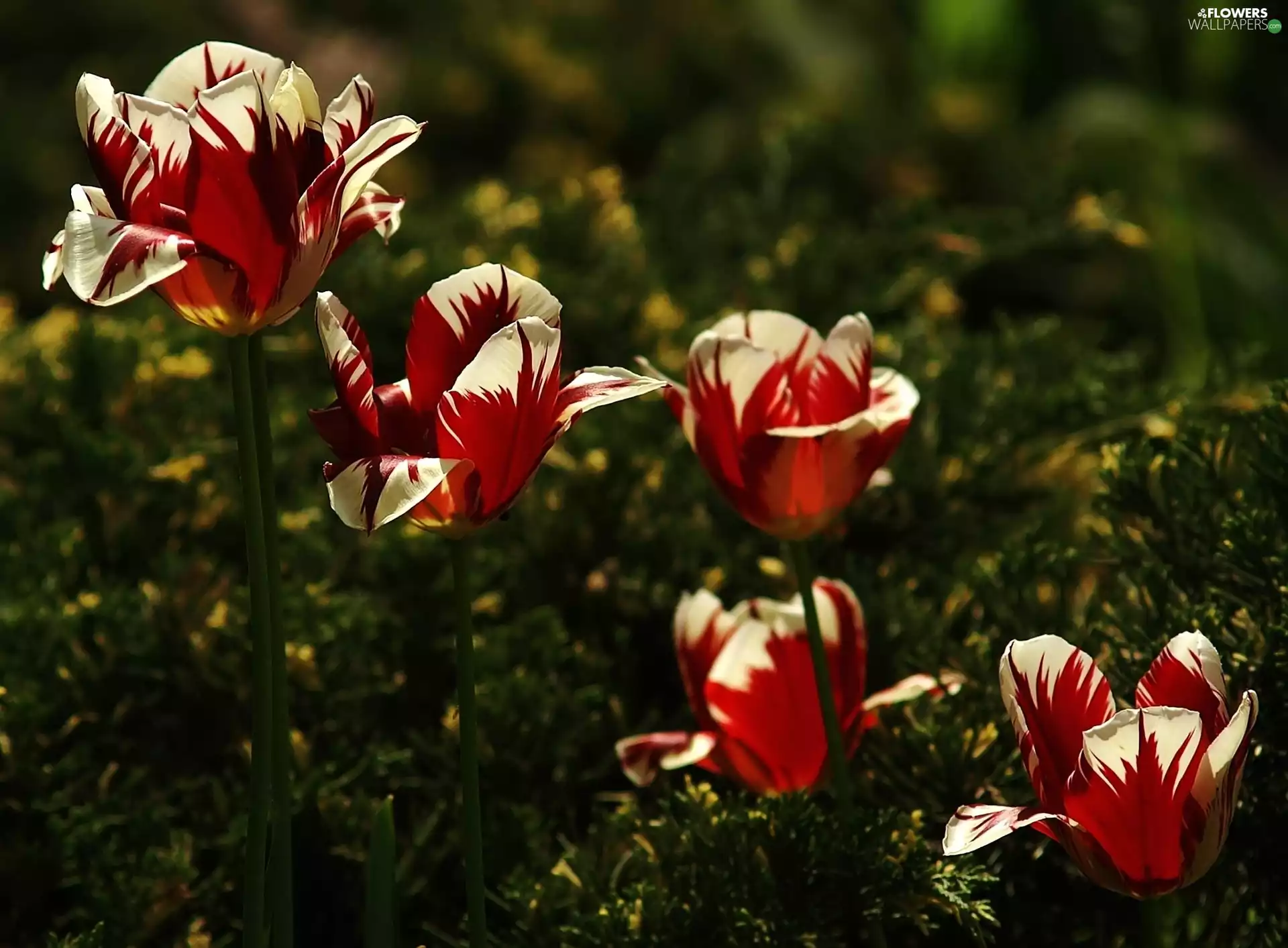 Tulips, red, White