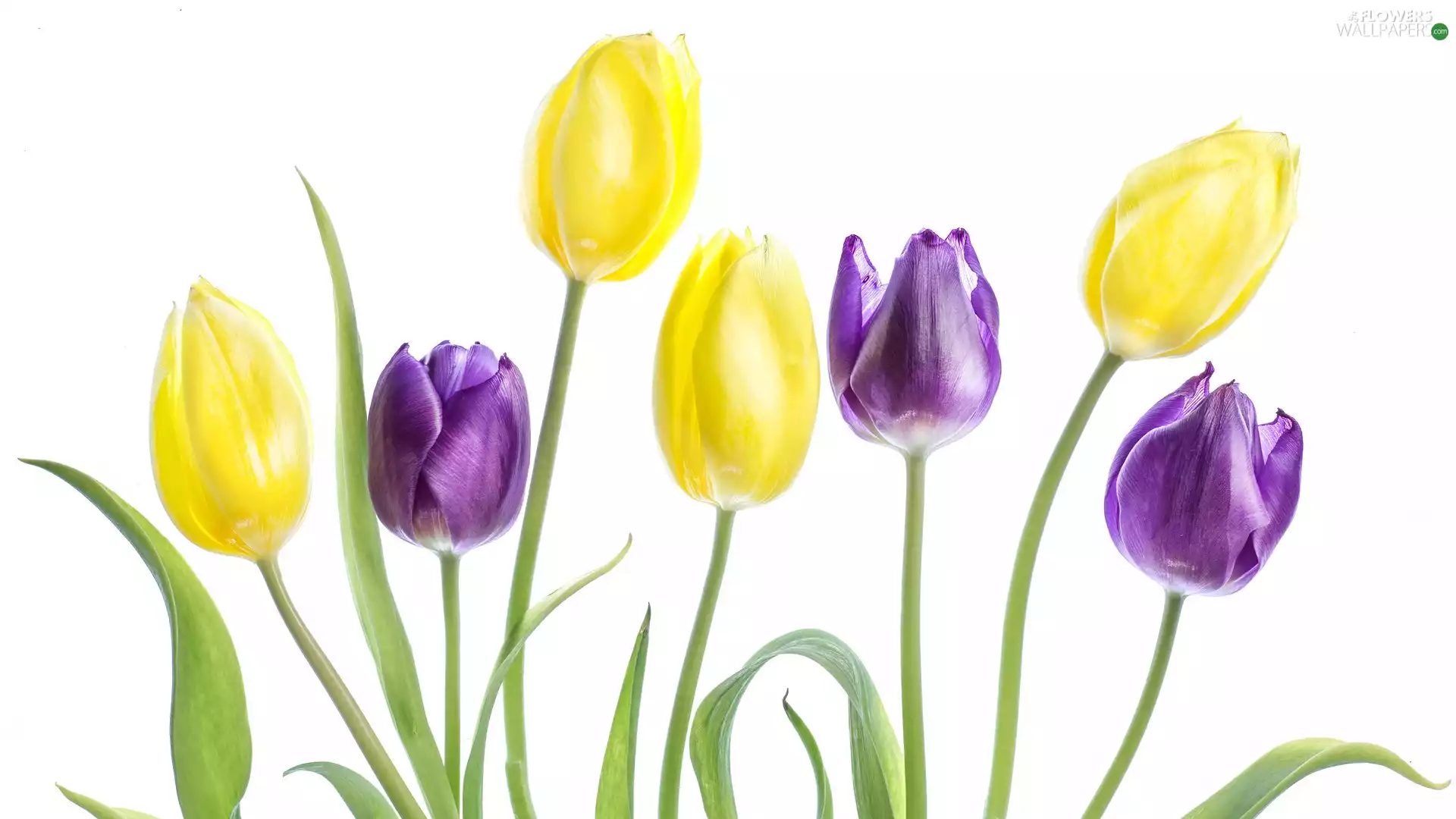 purple, Tulips, white background, Yellow