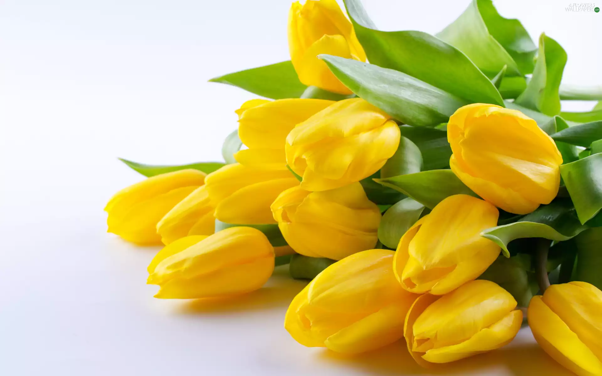 white background, Yellow, Tulips
