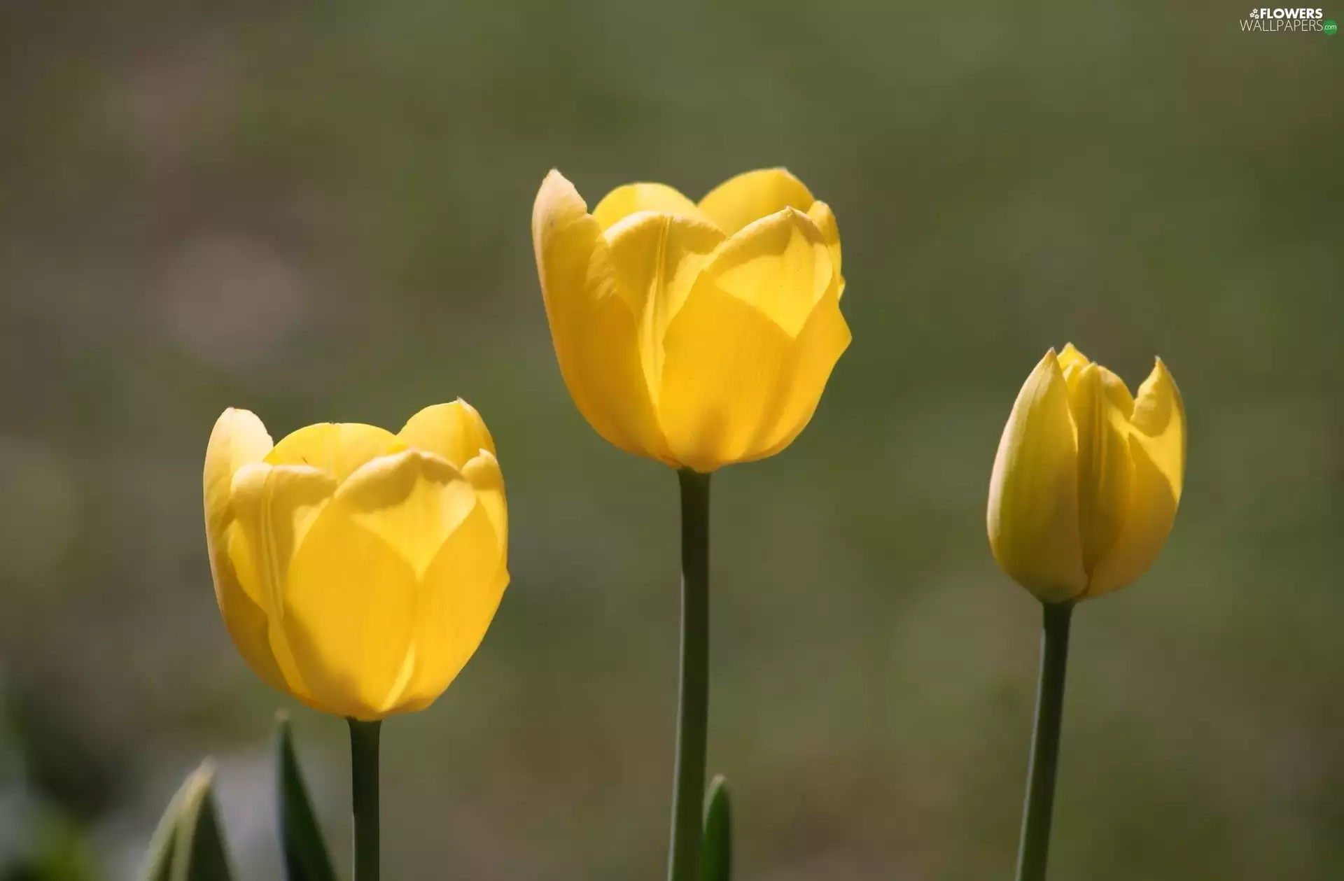 Yellow, Tulips