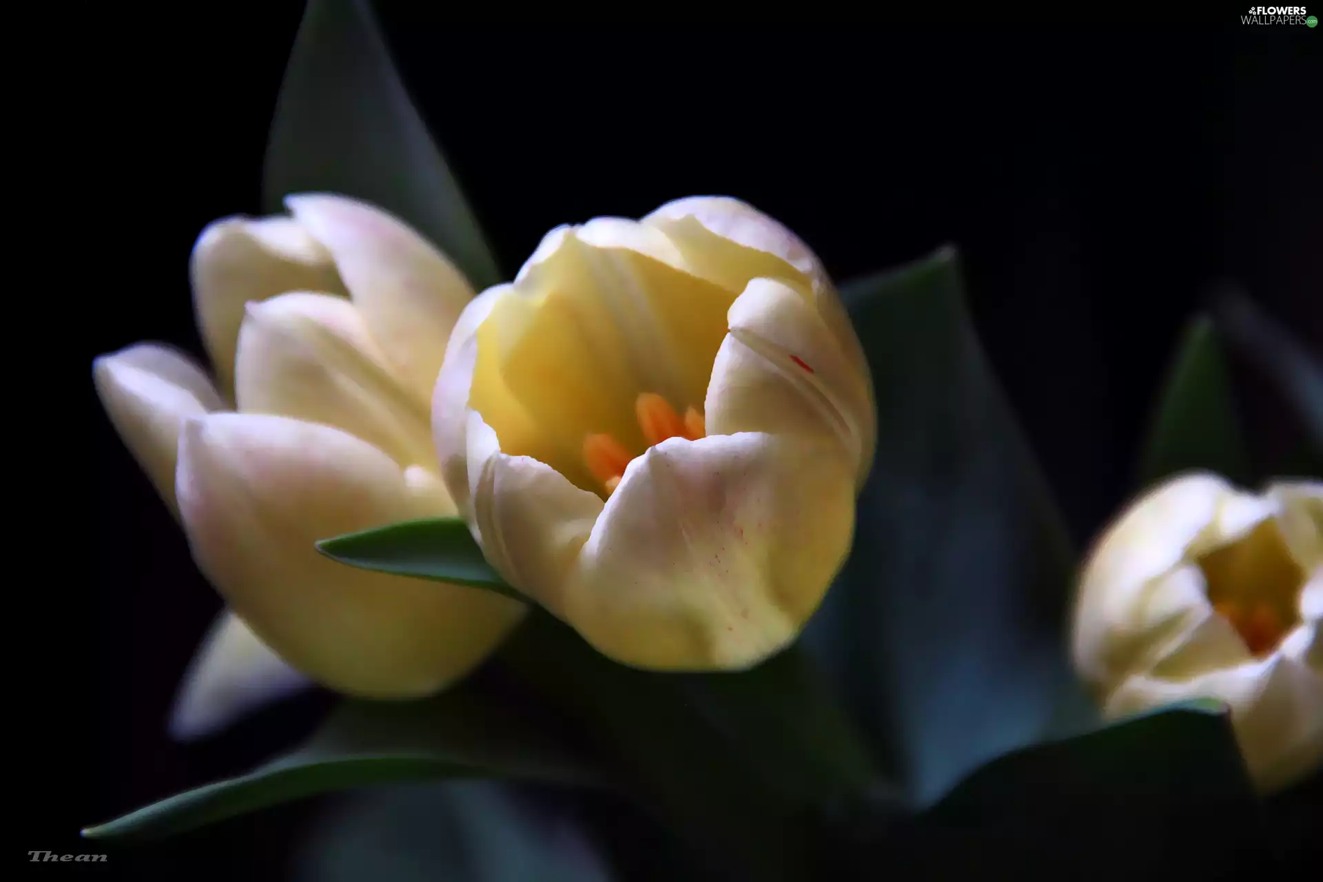 Yellow, Tulips