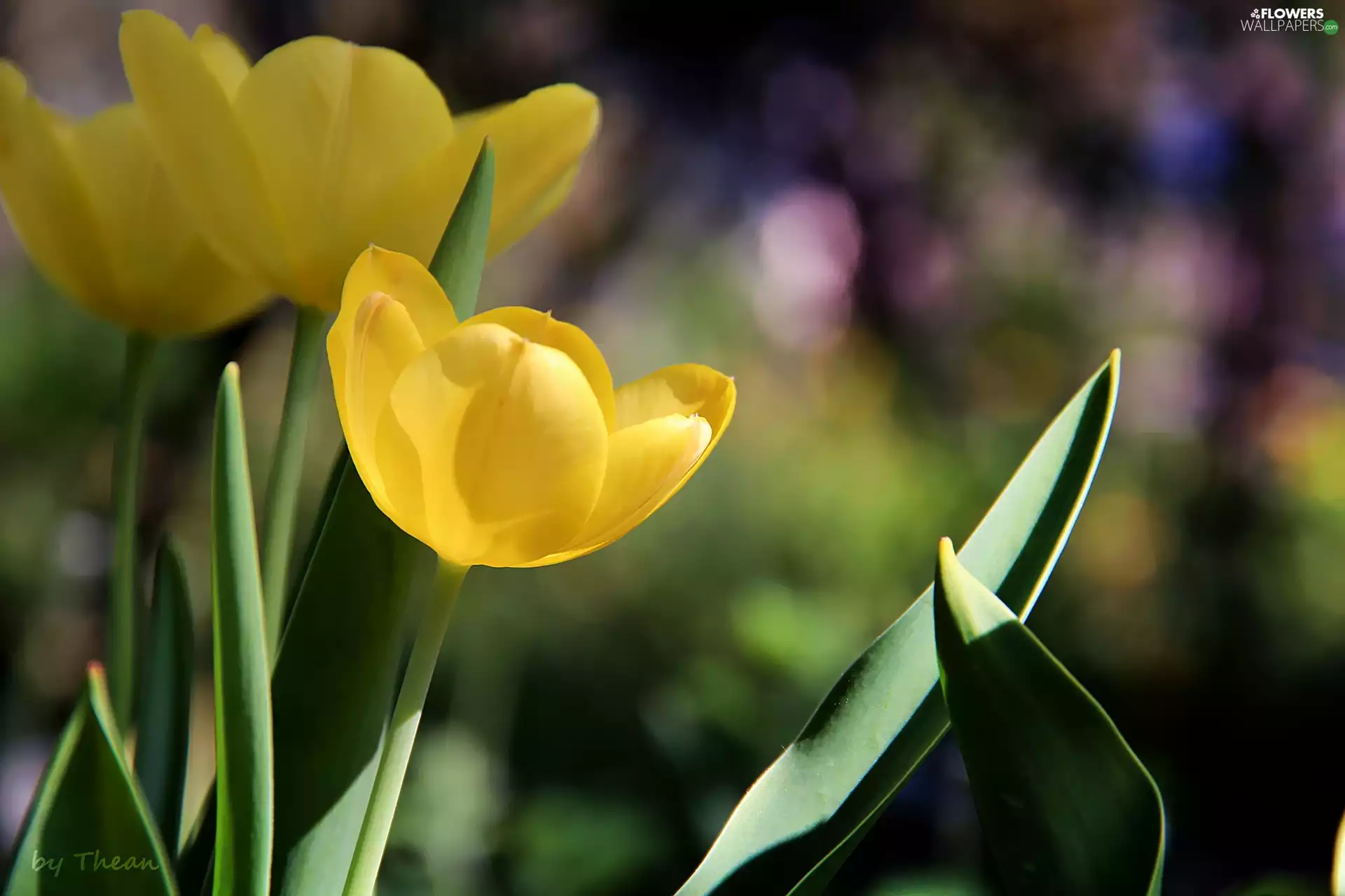 Yellow, Tulips