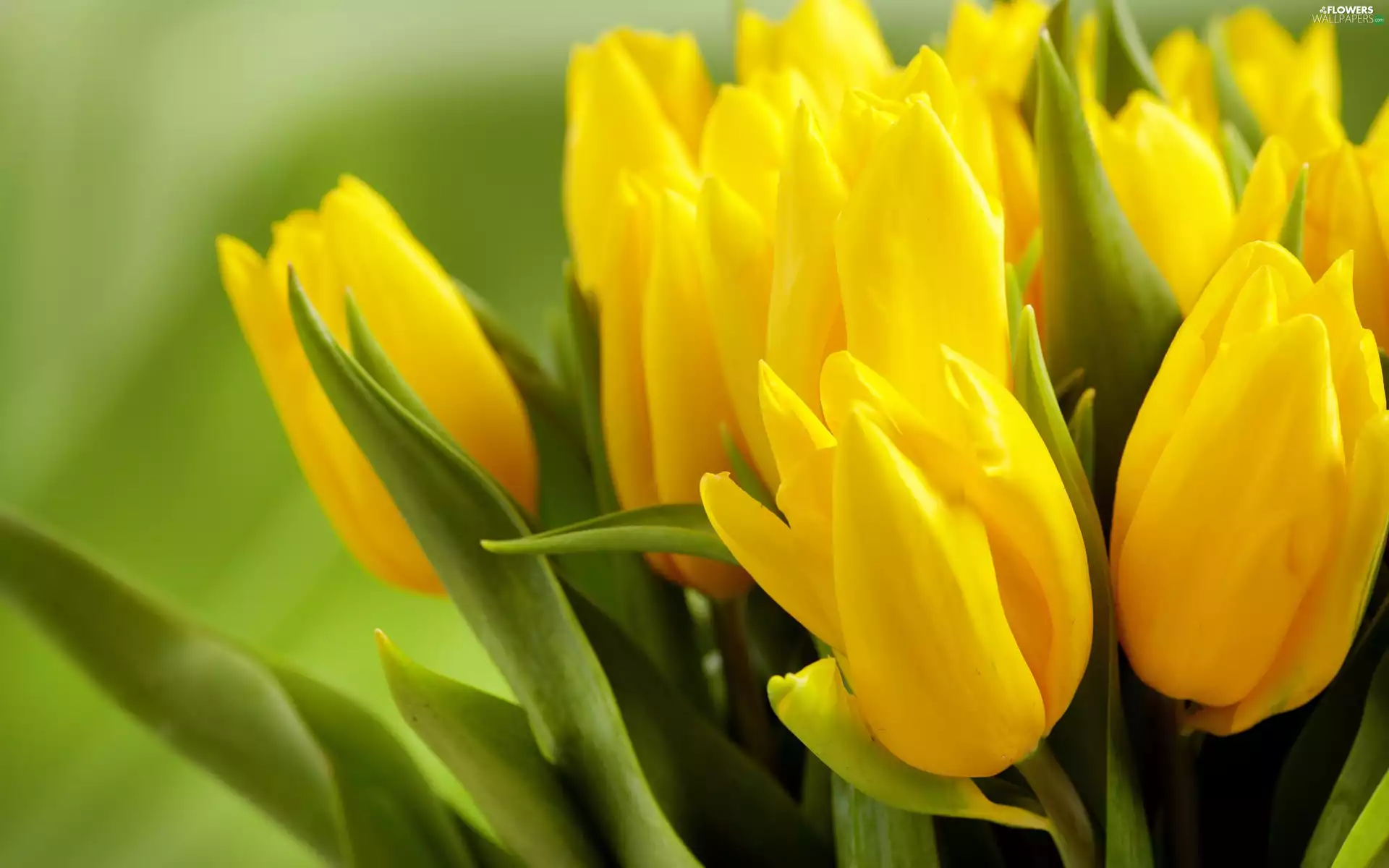 Yellow, Tulips