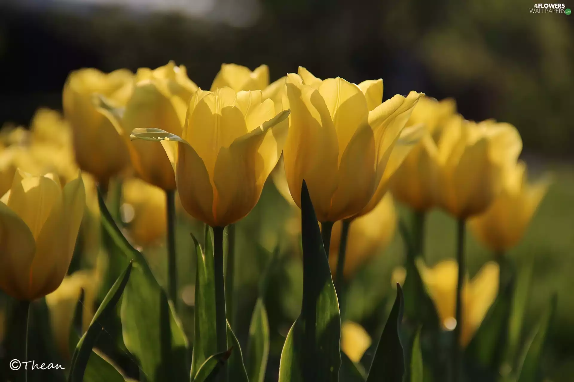 Yellow, Tulips