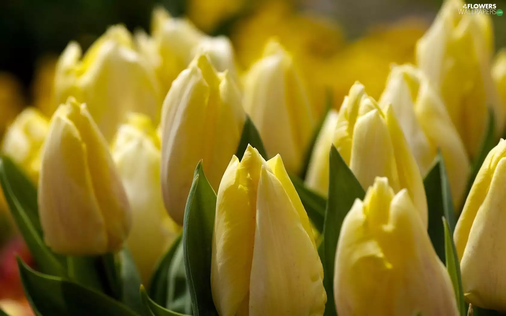 Yellow, Tulips